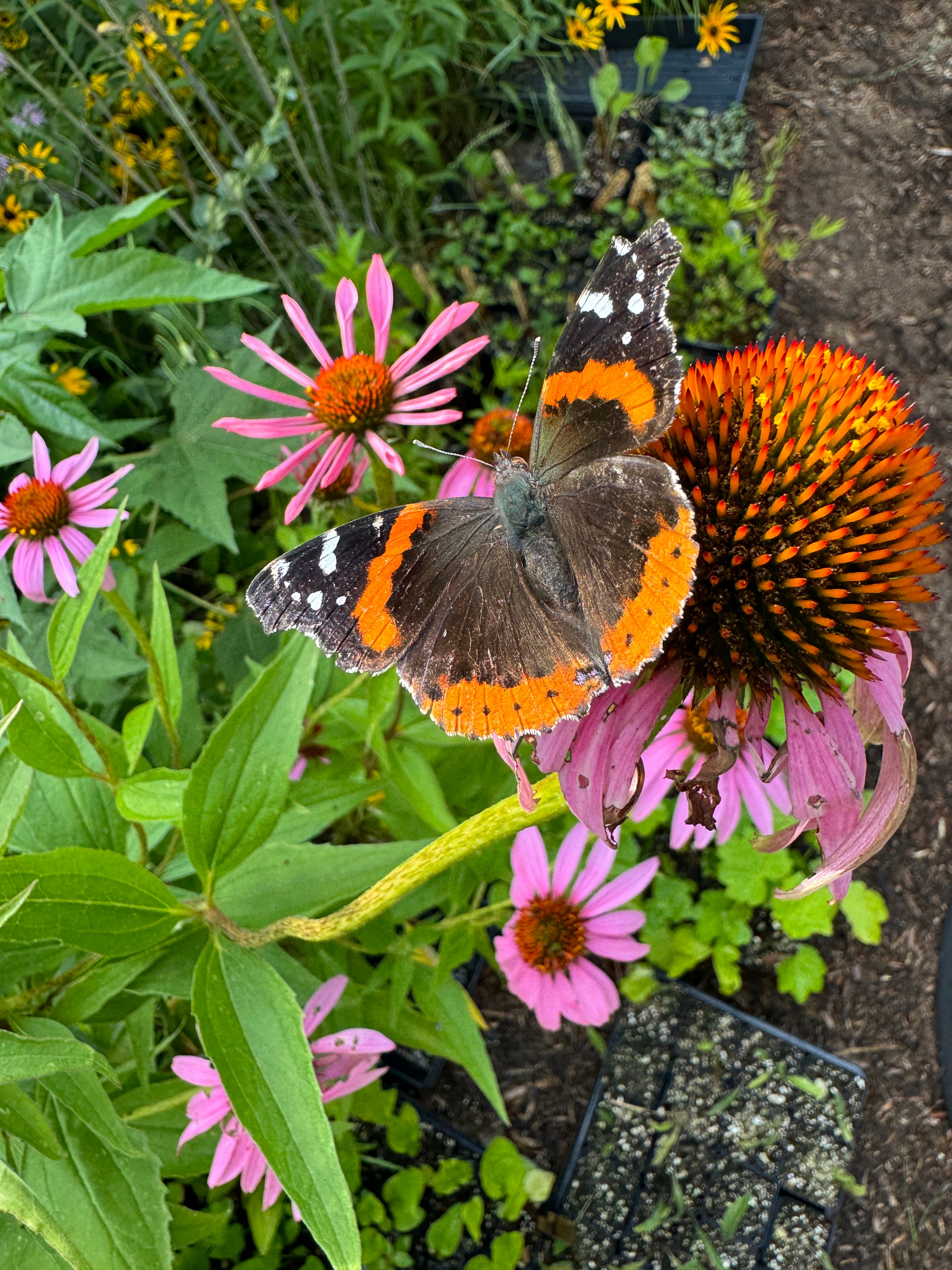 Eastern Purple Coneflower (Echinacea Purpurea)