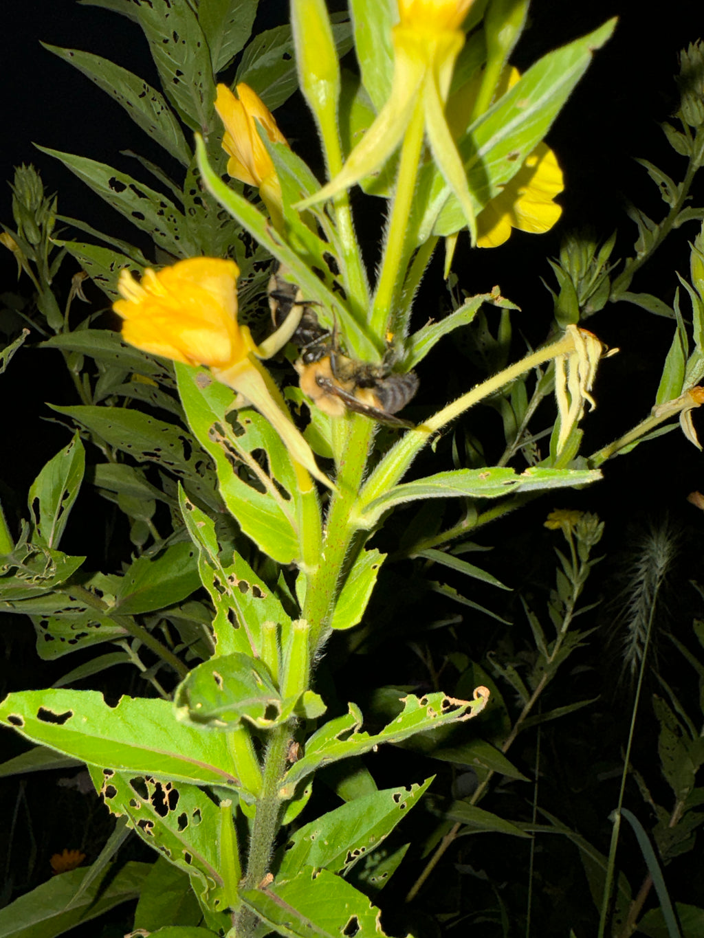 Common Evening Primrose (Oenothera Biennis)