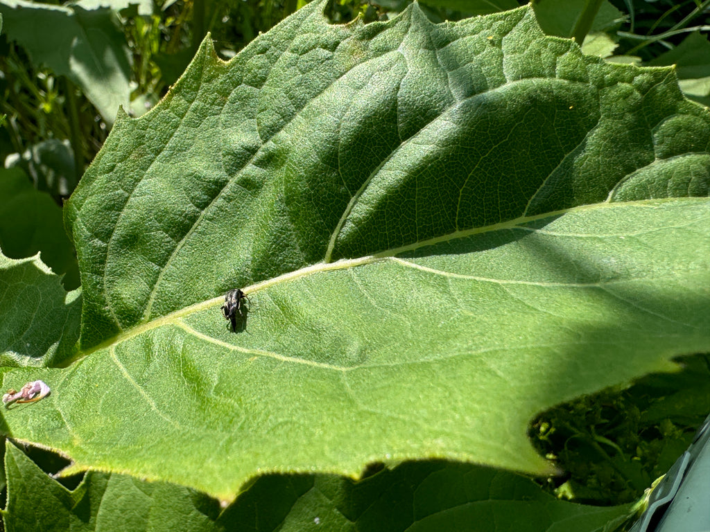 Cup Plant (Silphium Perfoliatum)
