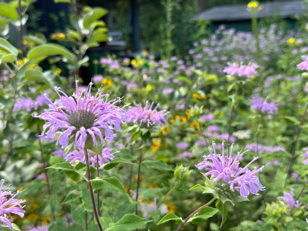 Bee Balm (Monarda Fistulosa)