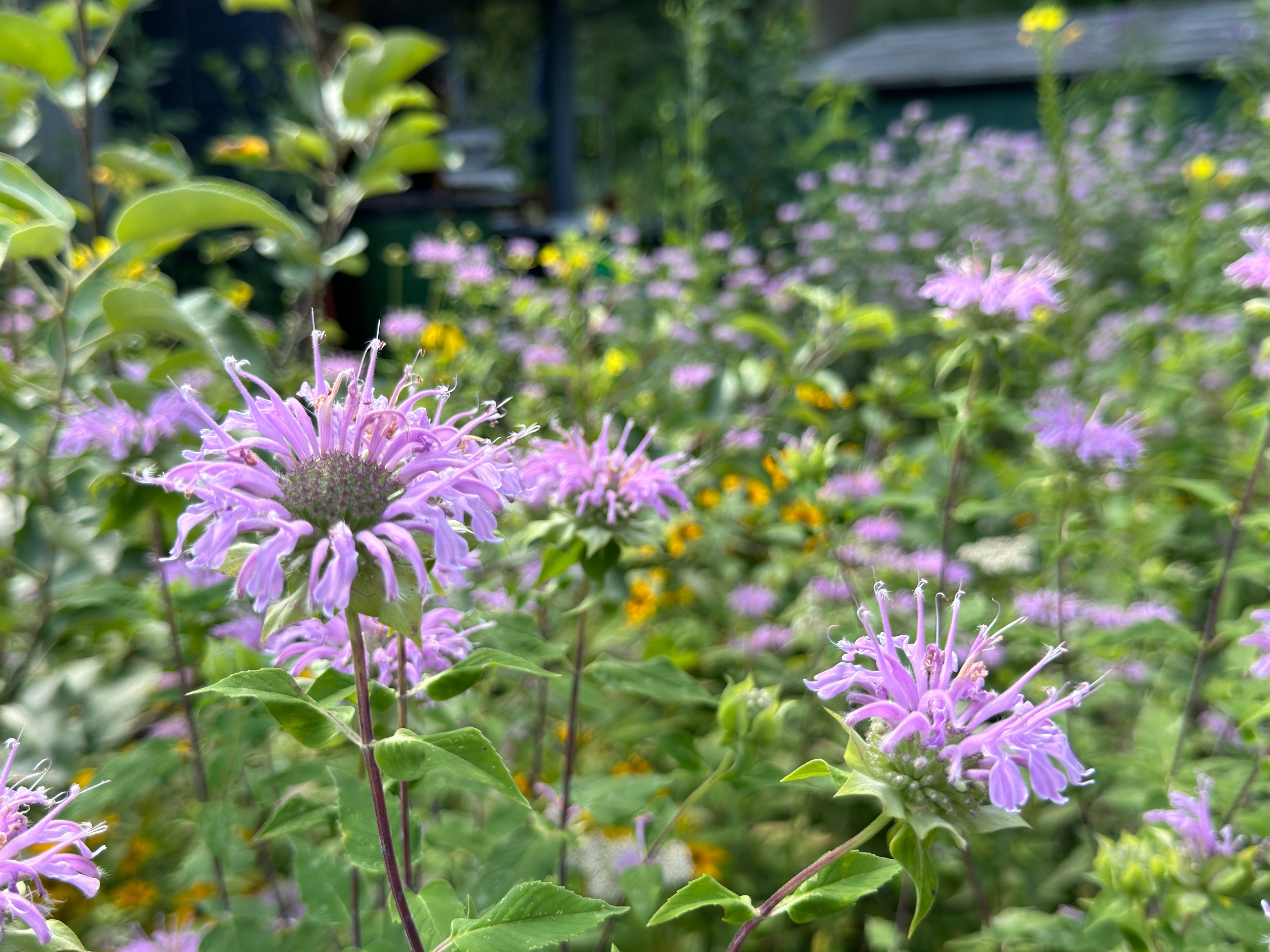 Bee Balm (Monarda Fistulosa)