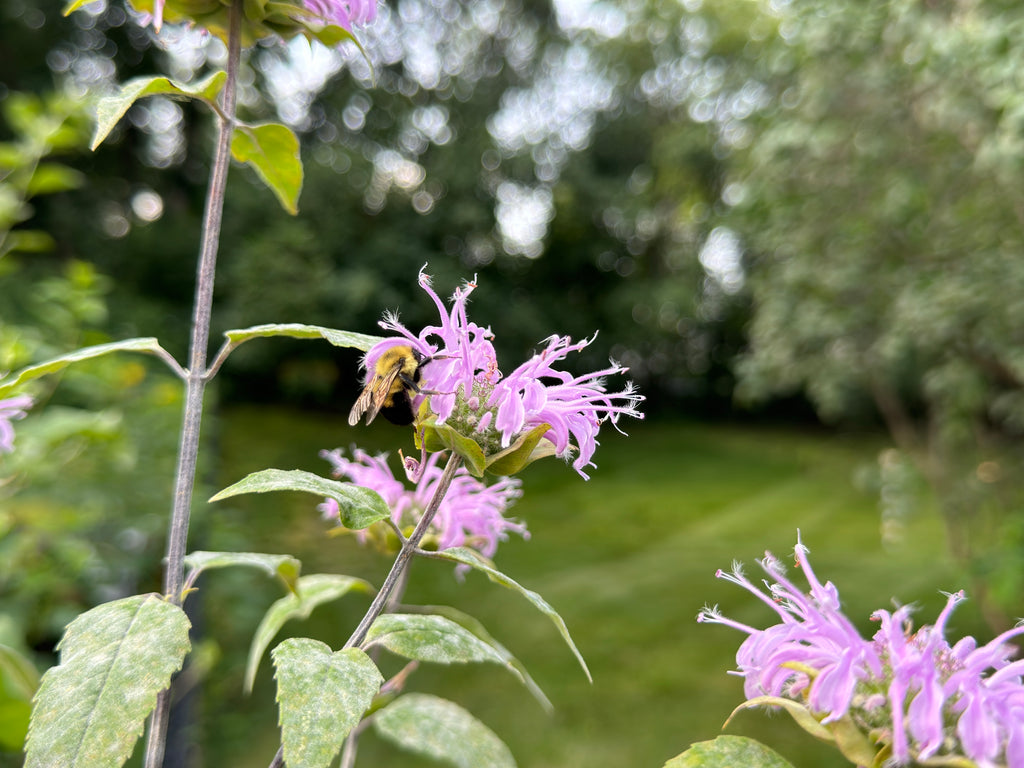 Bee Balm (Monarda Fistulosa)