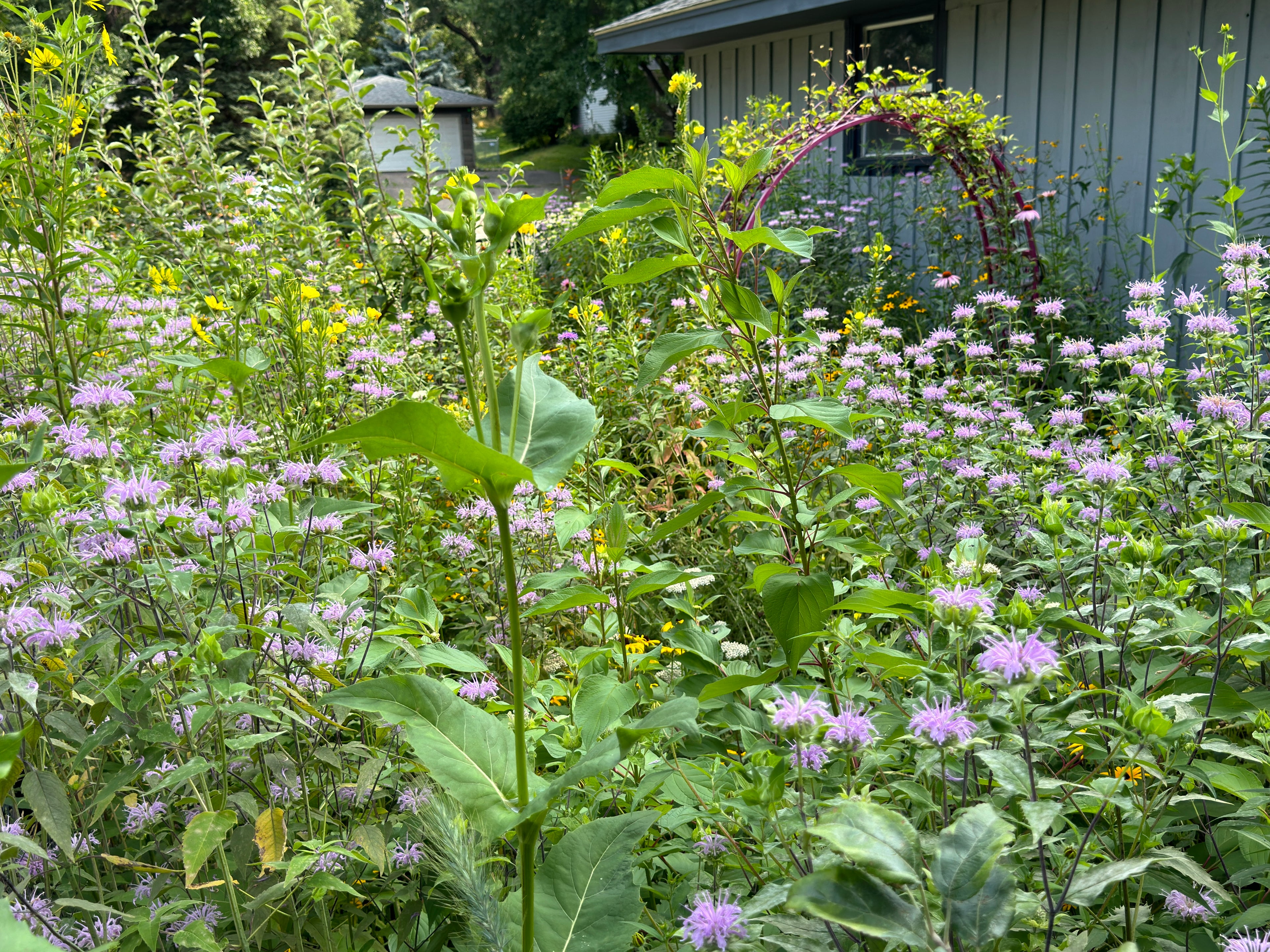 Bee Balm (Monarda Fistulosa)