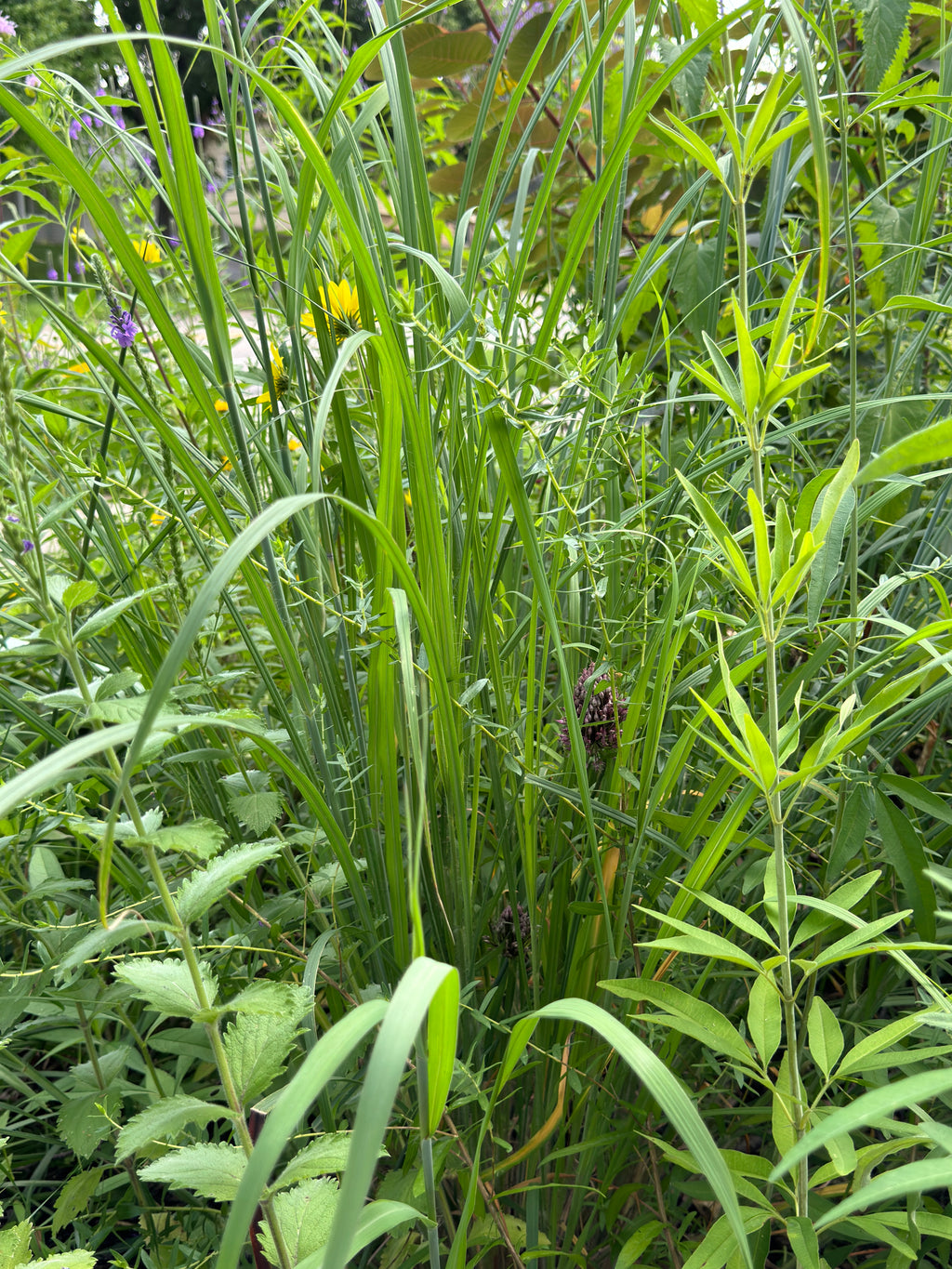 Yellow Prairie Grass (Sorghastrum Nutans)