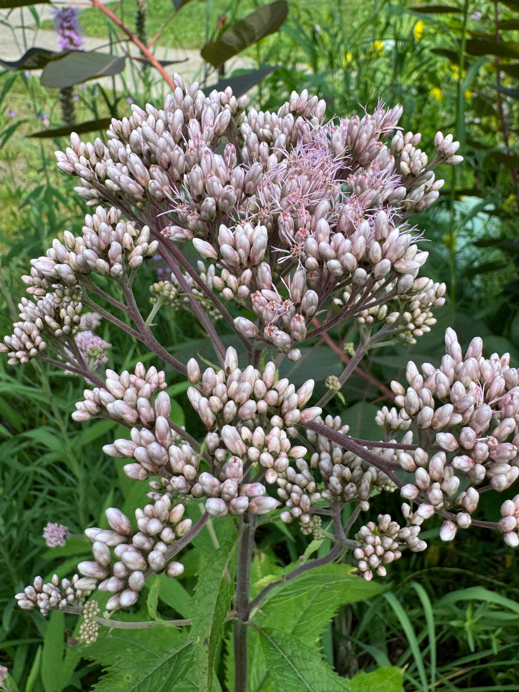 Spotted Joe Pye Weed (Eutrochium maculatum)