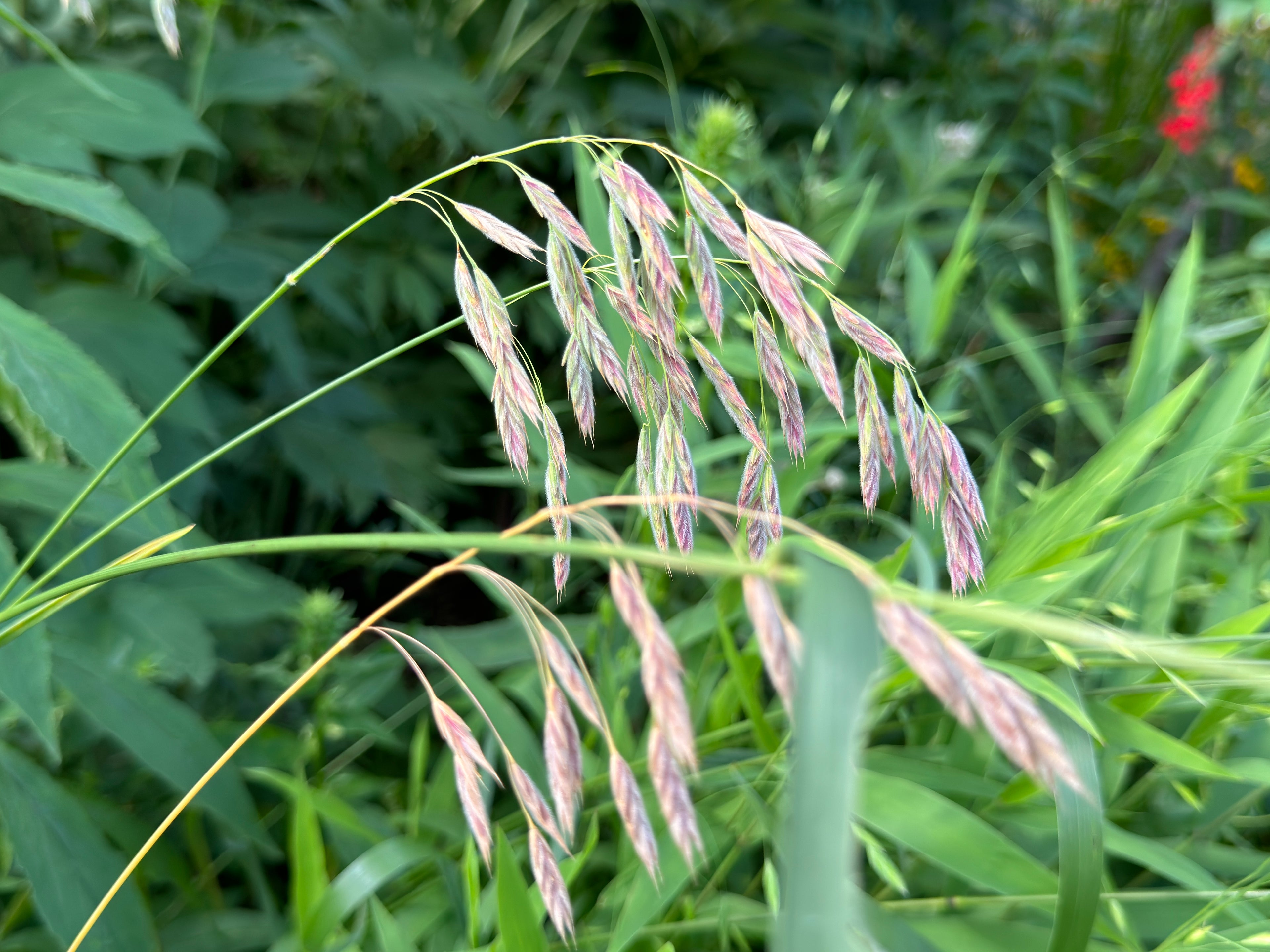 Prairie Brome (Bromus Kalmii)