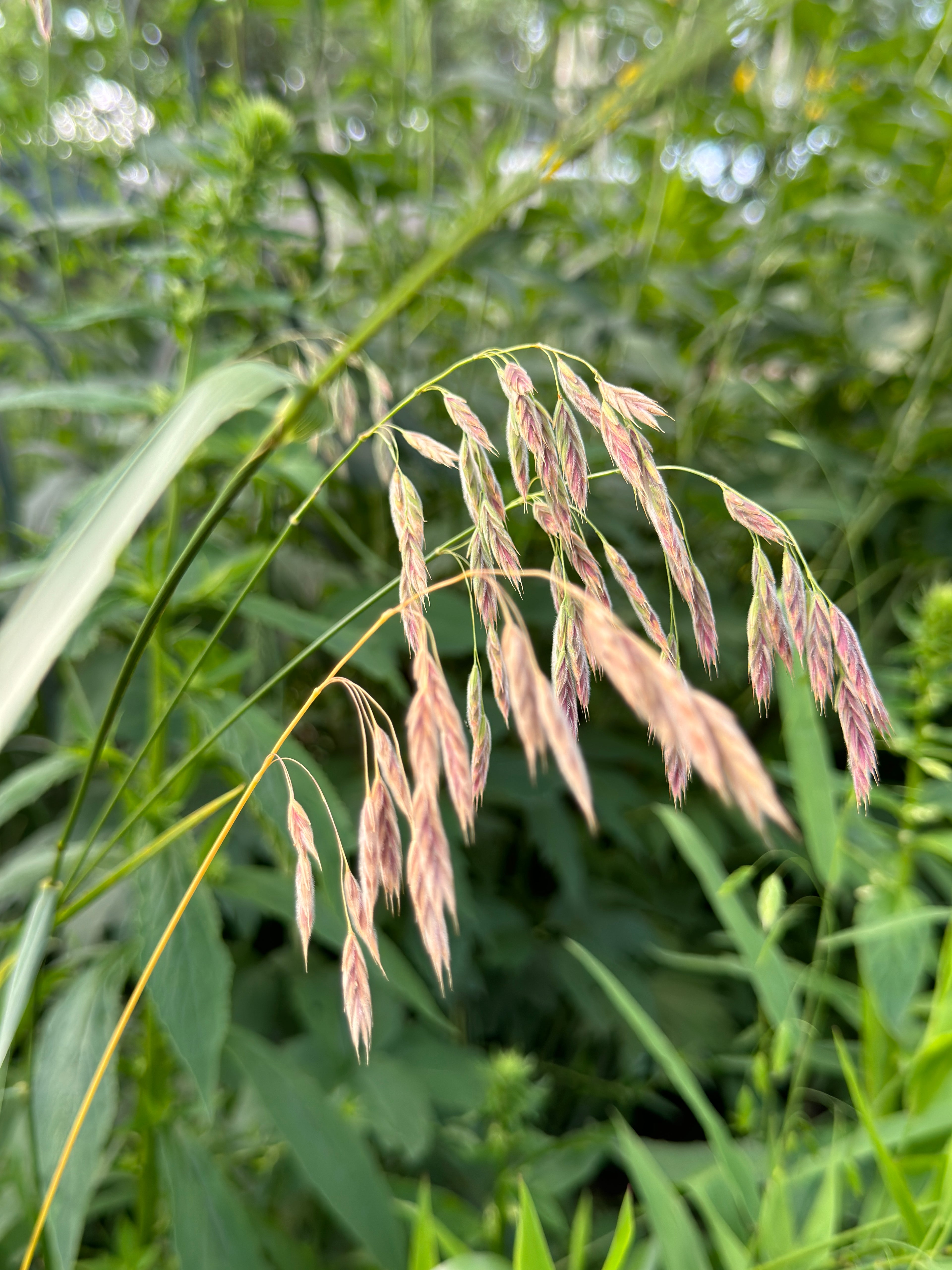 Prairie Brome (Bromus Kalmii)