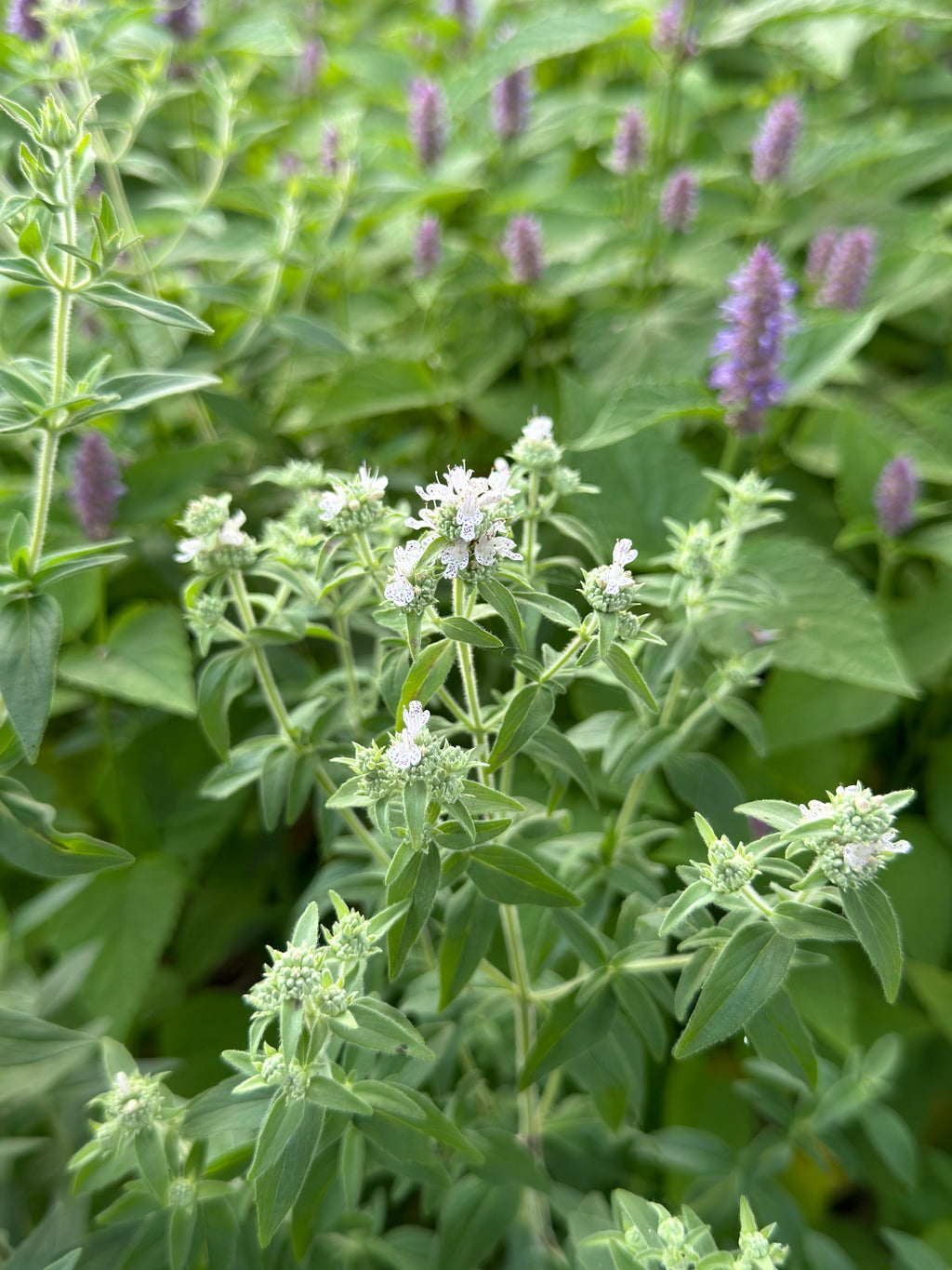 Hairy Mountain Mint (Pycnanthemum Verticillatum Var. Pilosum)