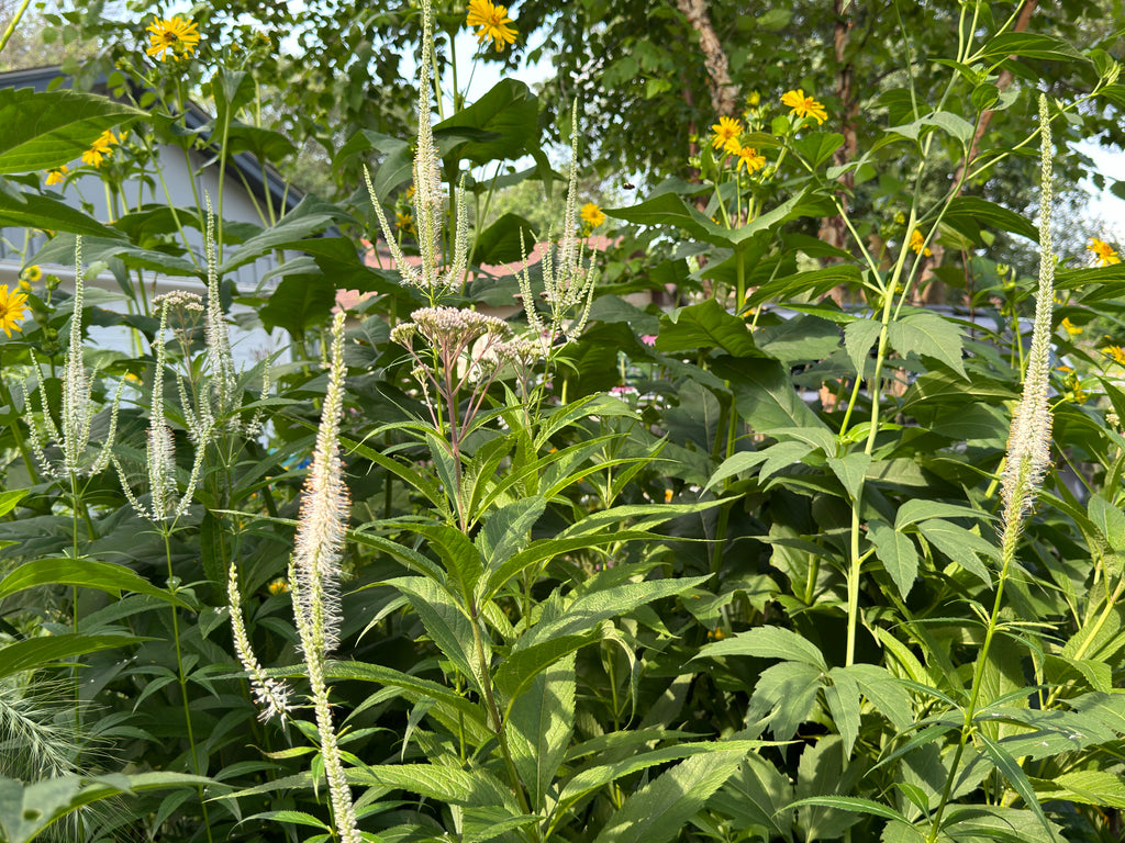 Culver's Root (Veronicastrum Virginicum)