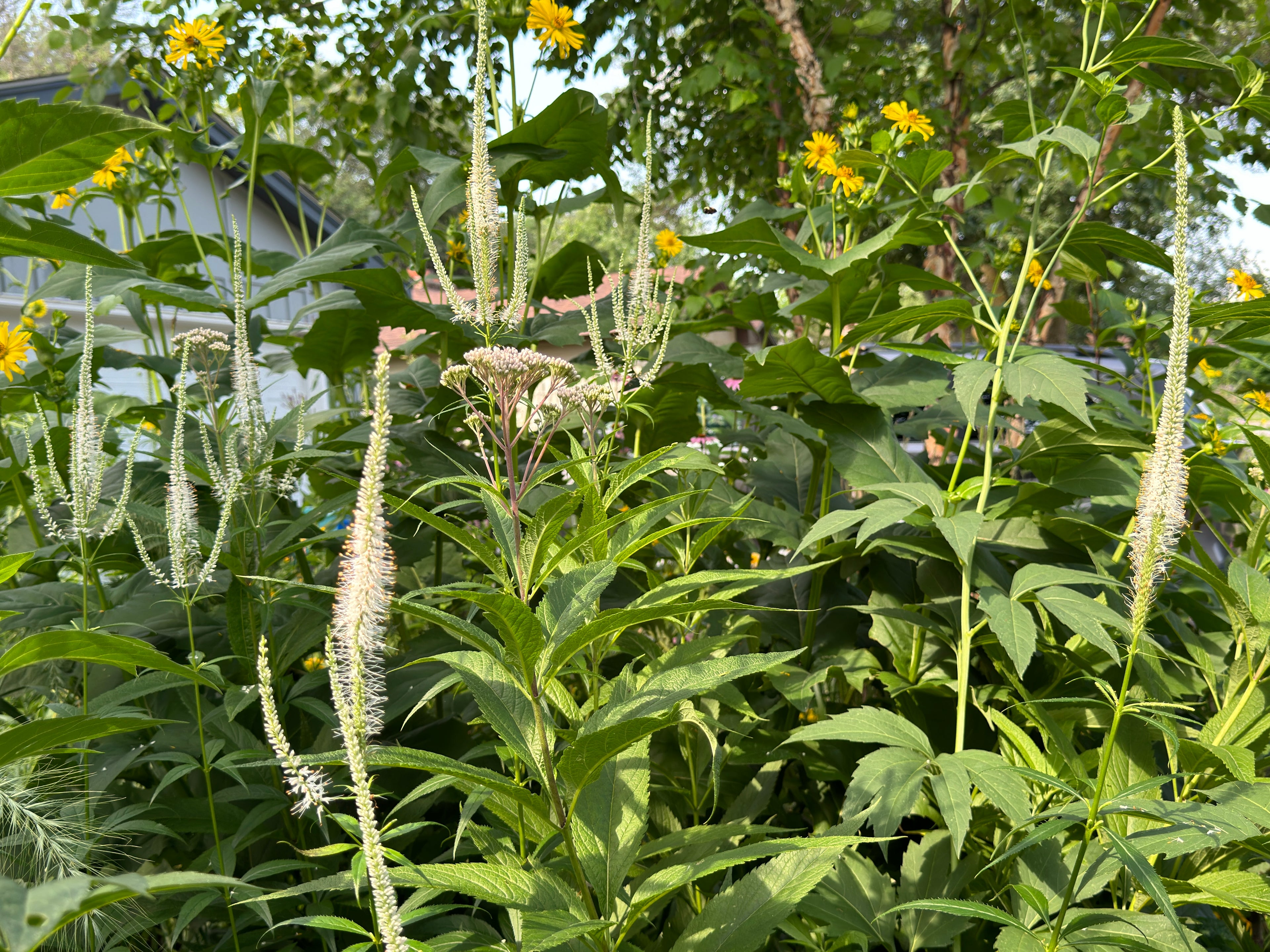 Culver's Root (Veronicastrum Virginicum)