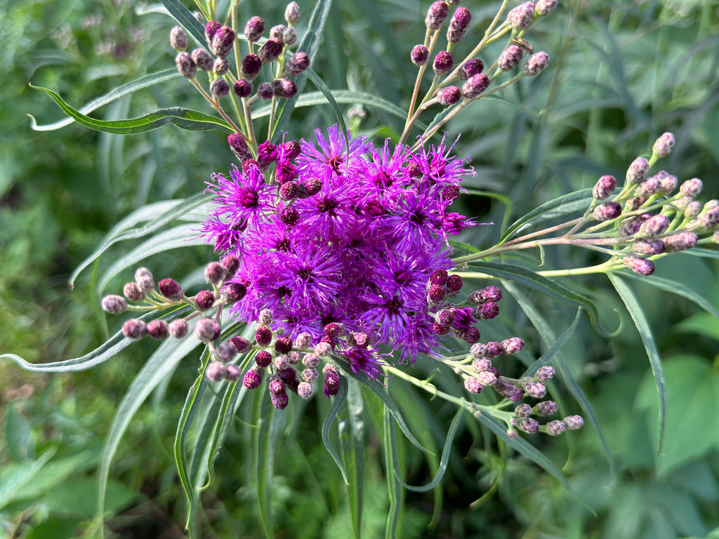 Ironweed (Vernonia Fasciculata)