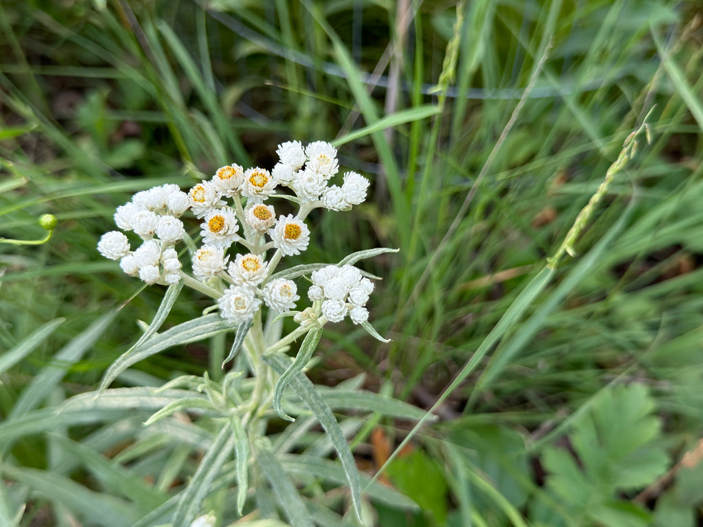Pearly Everlasting (Anaphalis Margaritacea)