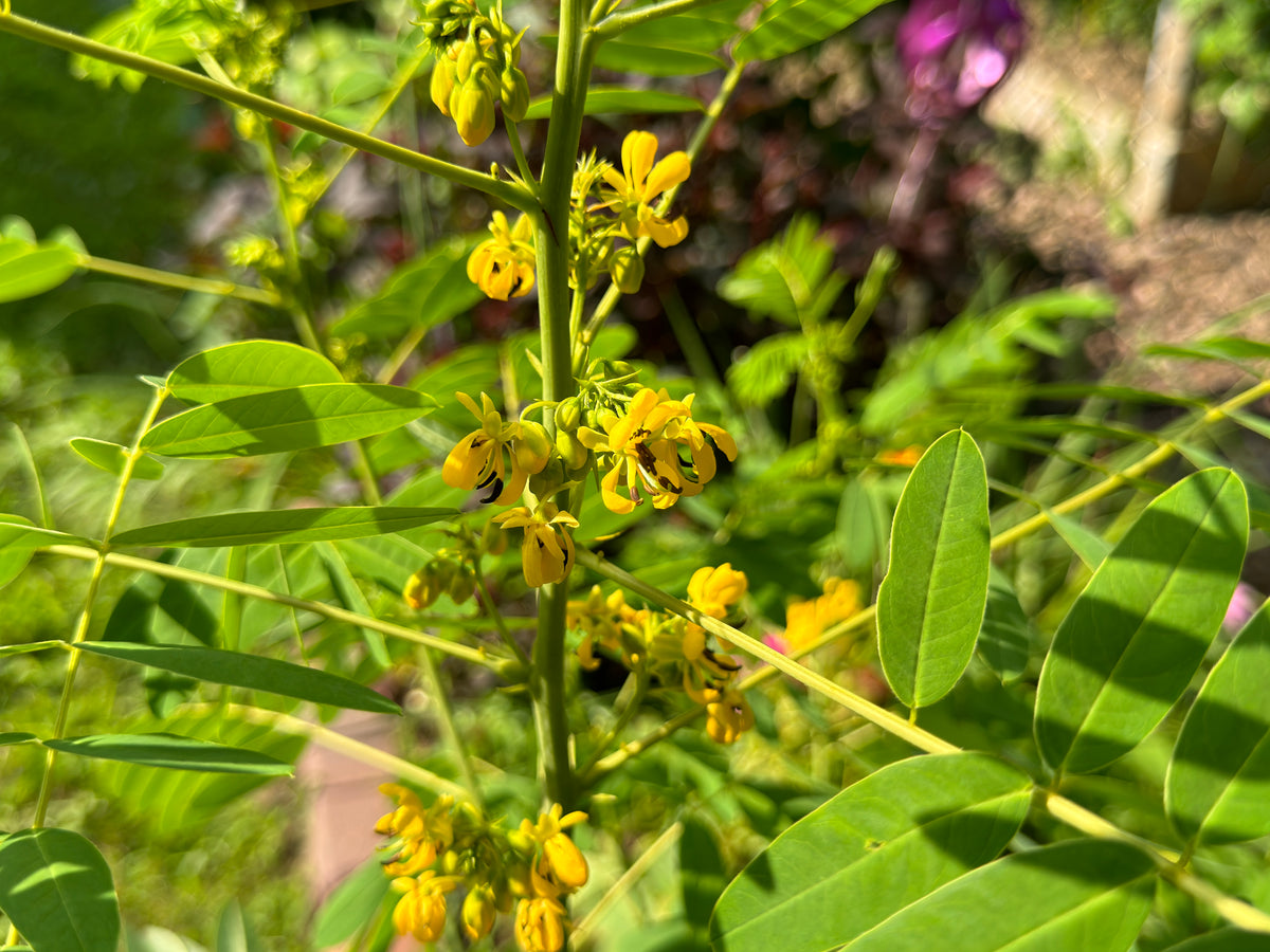 Wild Senna (Senna hebecarpa)