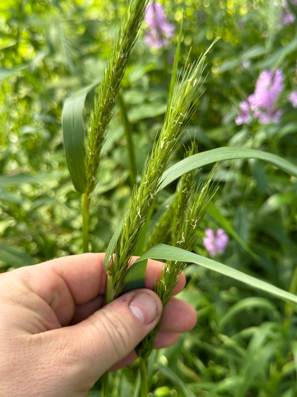 Virginia Wild Rye (Elymus Virginicus)
