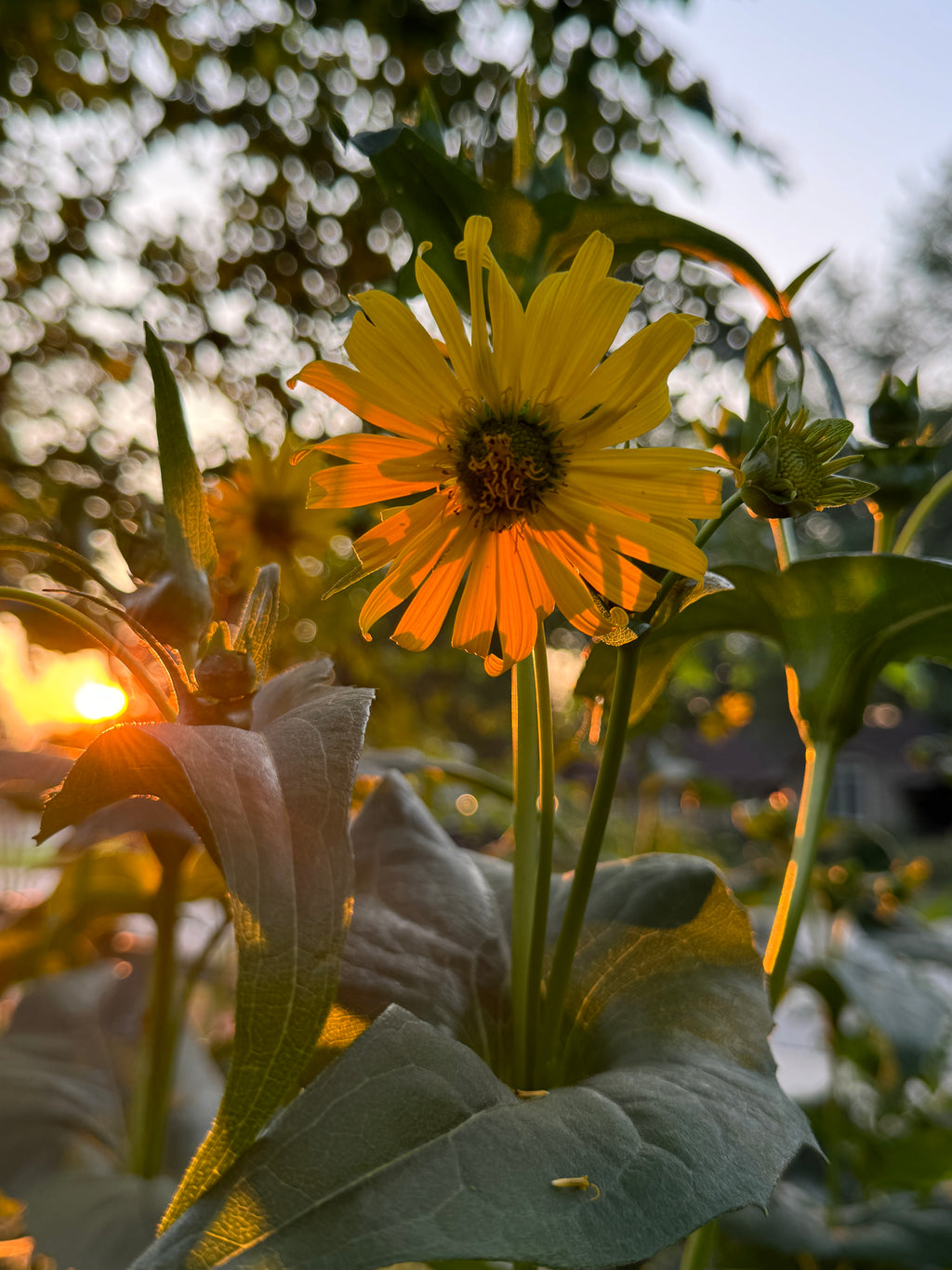 Cup Plant (Silphium Perfoliatum)
