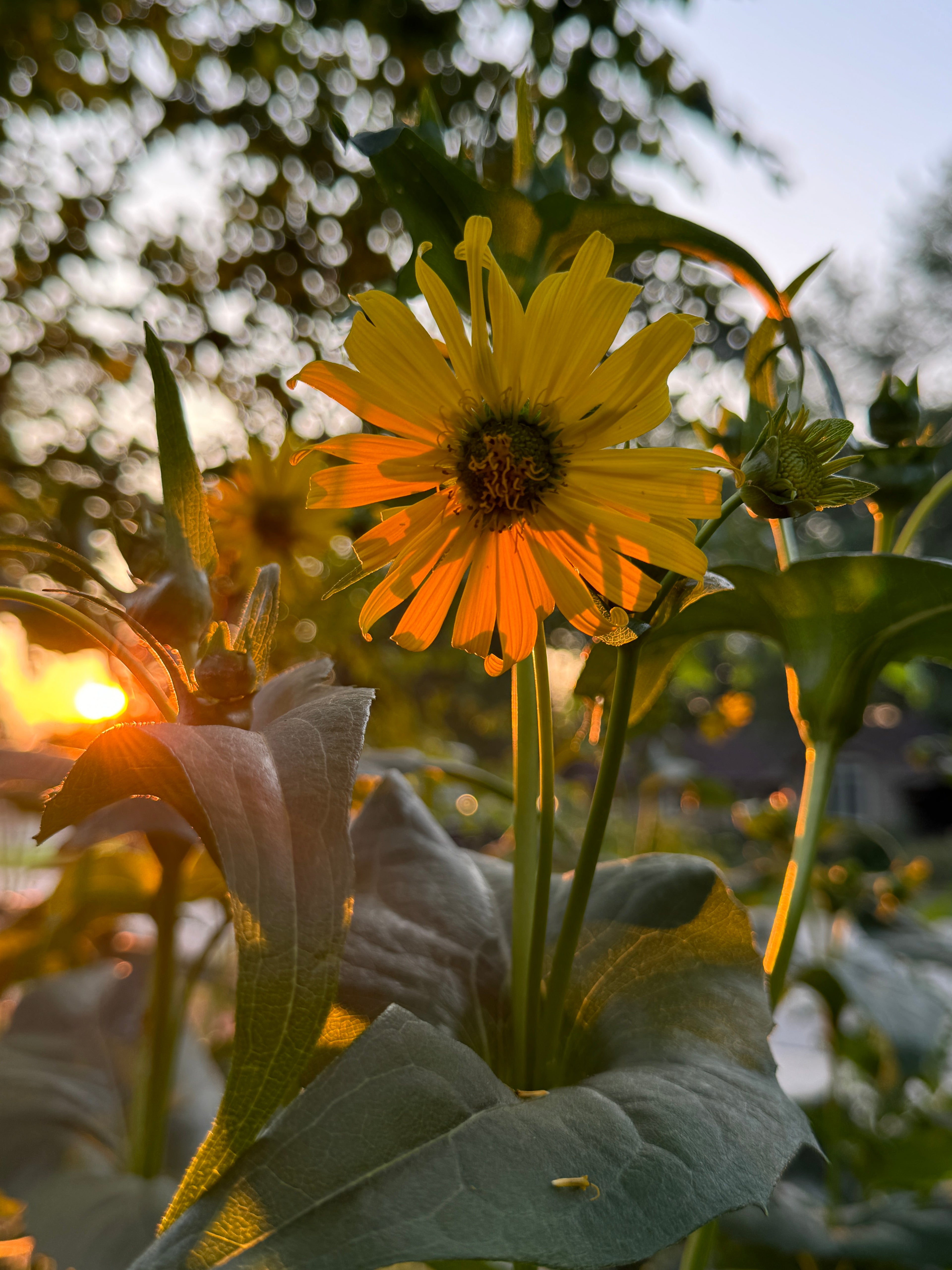Cup Plant (Silphium Perfoliatum)