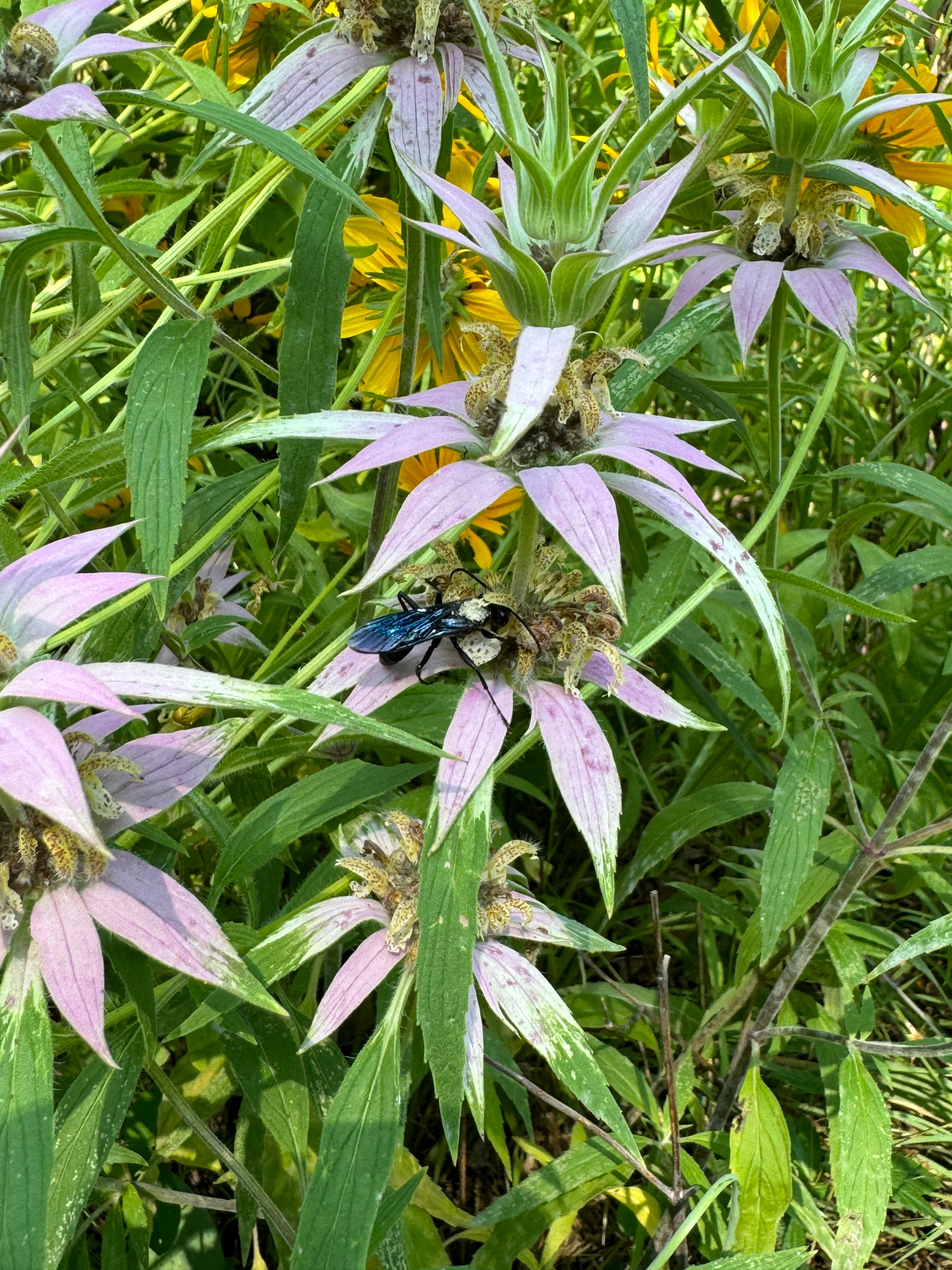 Spotted Bee Balm (Monarda Punctata)