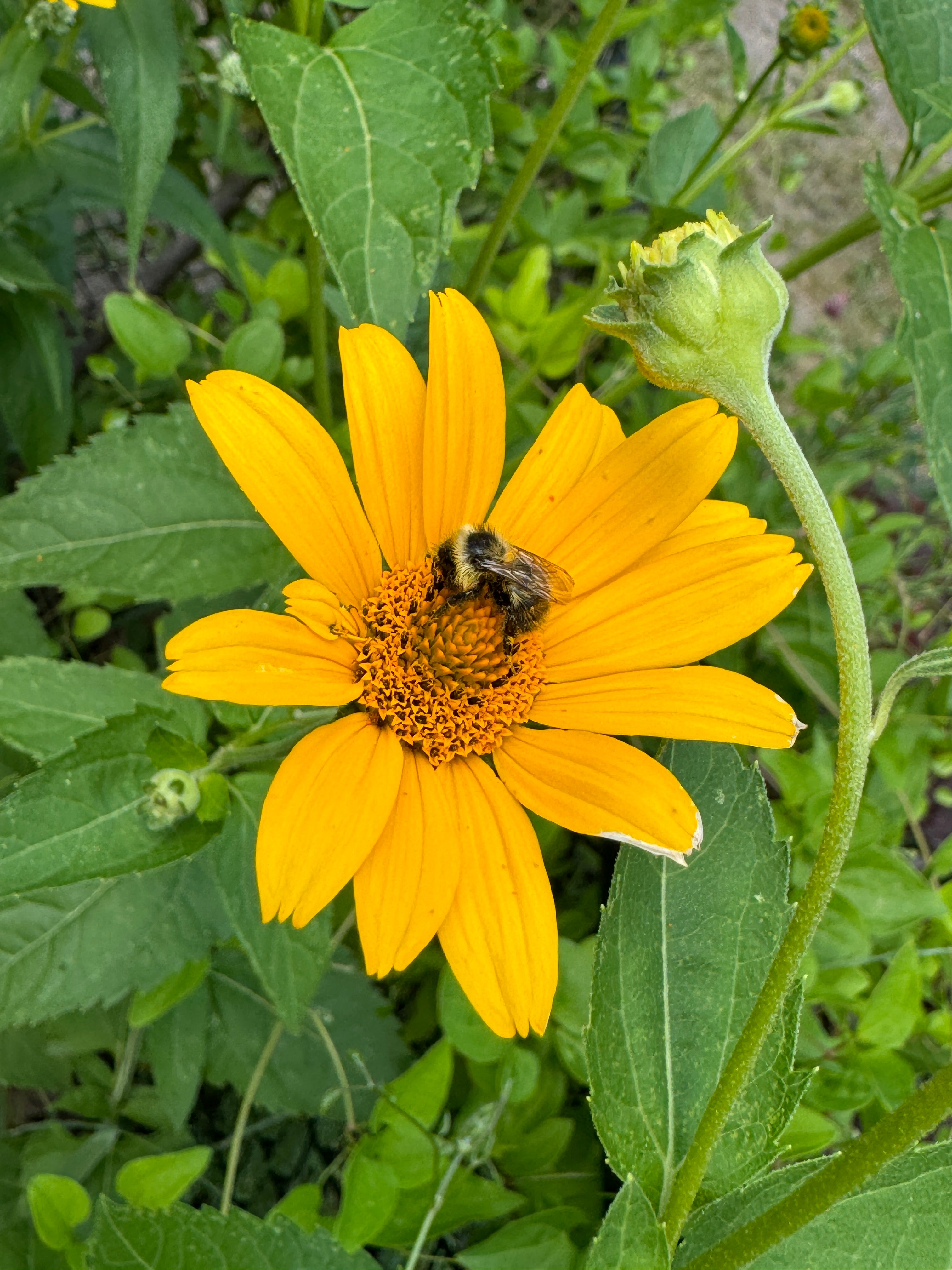 Ox Eye (Heliopsis Helianthoides)