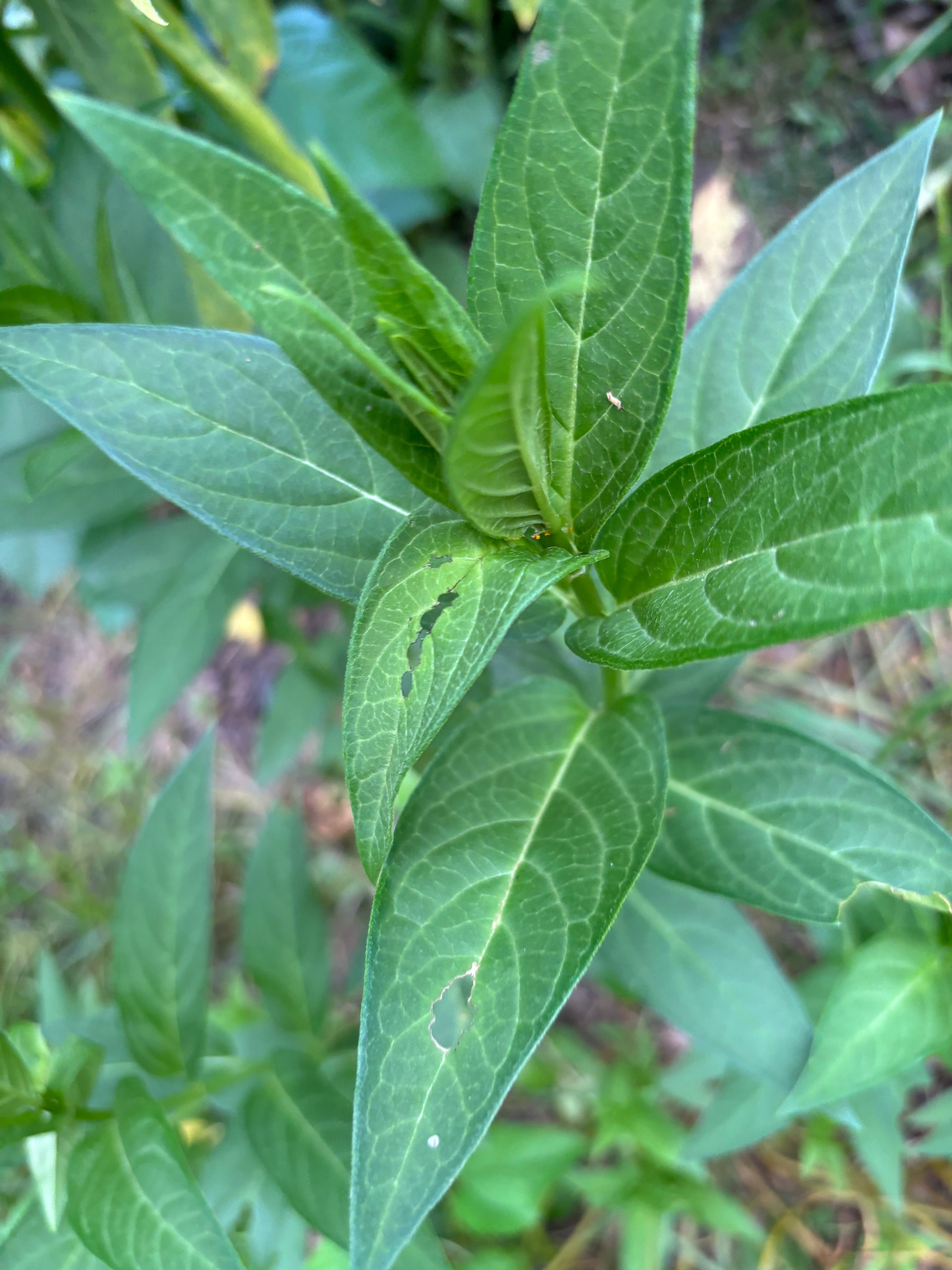 Swamp Milkweed (Asclepias Incarnata)