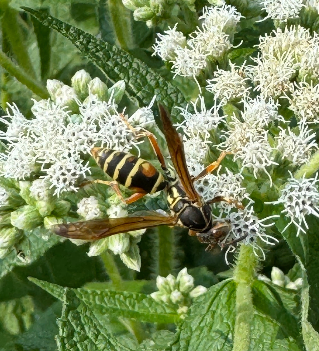 Common Boneset (Eupatorium Perfoliatum)