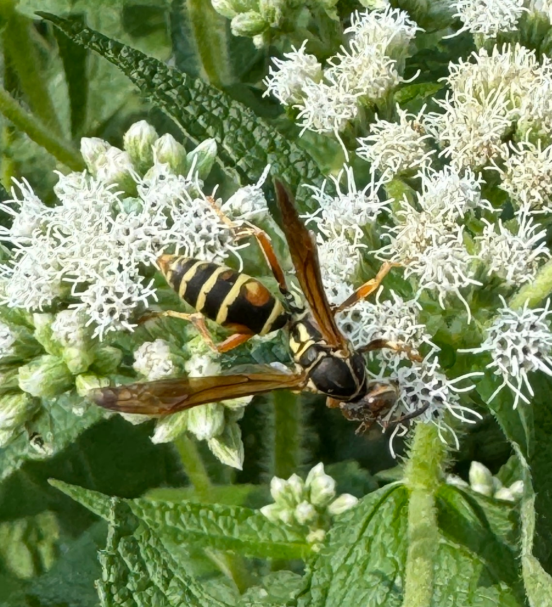 Common Boneset (Eupatorium Perfoliatum)