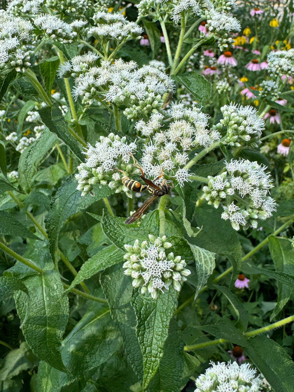 Common Boneset (Eupatorium Perfoliatum)