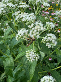 Common Boneset (Eupatorium Perfoliatum)