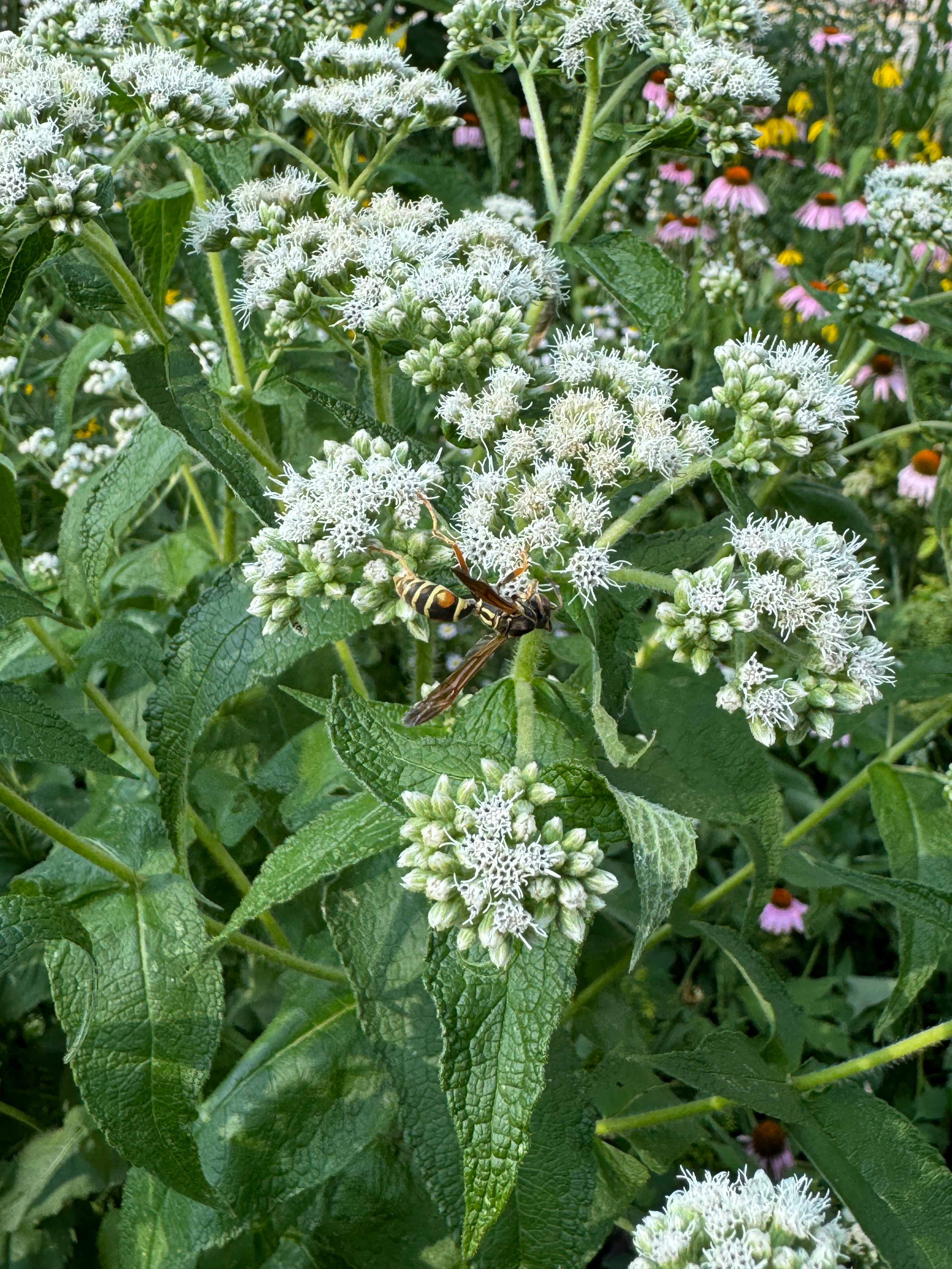 Common Boneset (Eupatorium Perfoliatum)