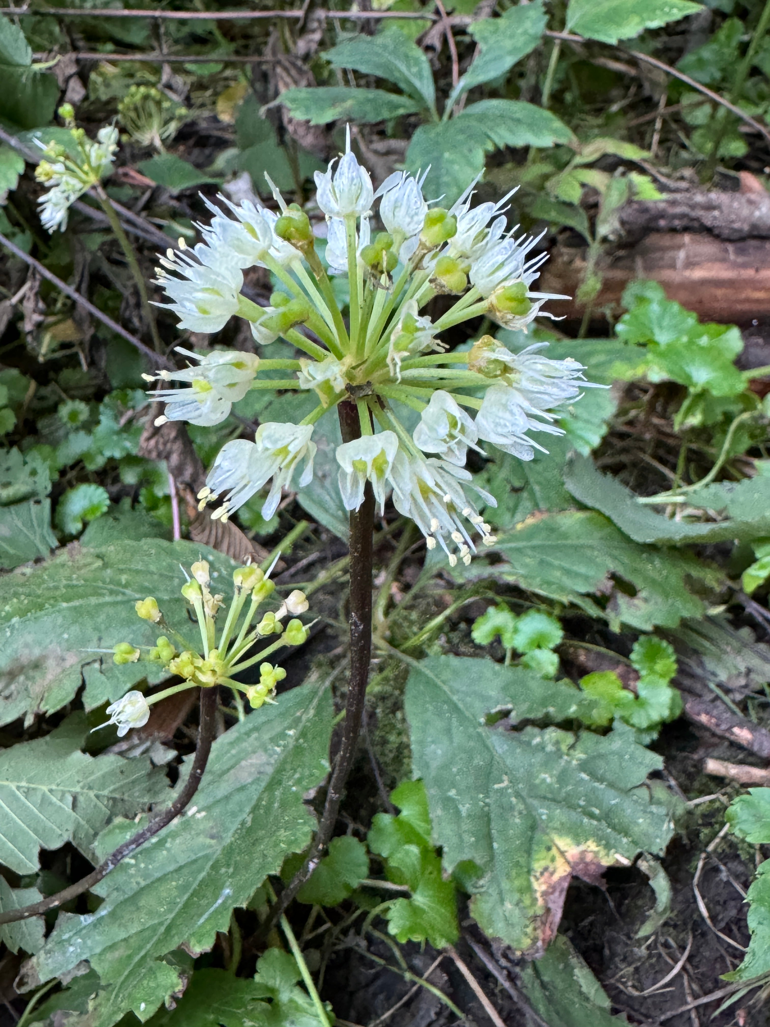 Ramps (Allium tricoccum)