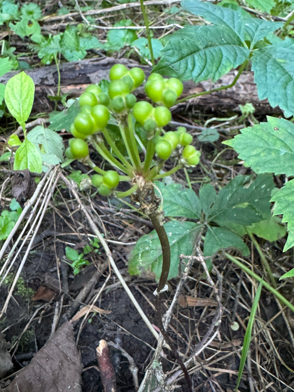 Ramps (Allium tricoccum)