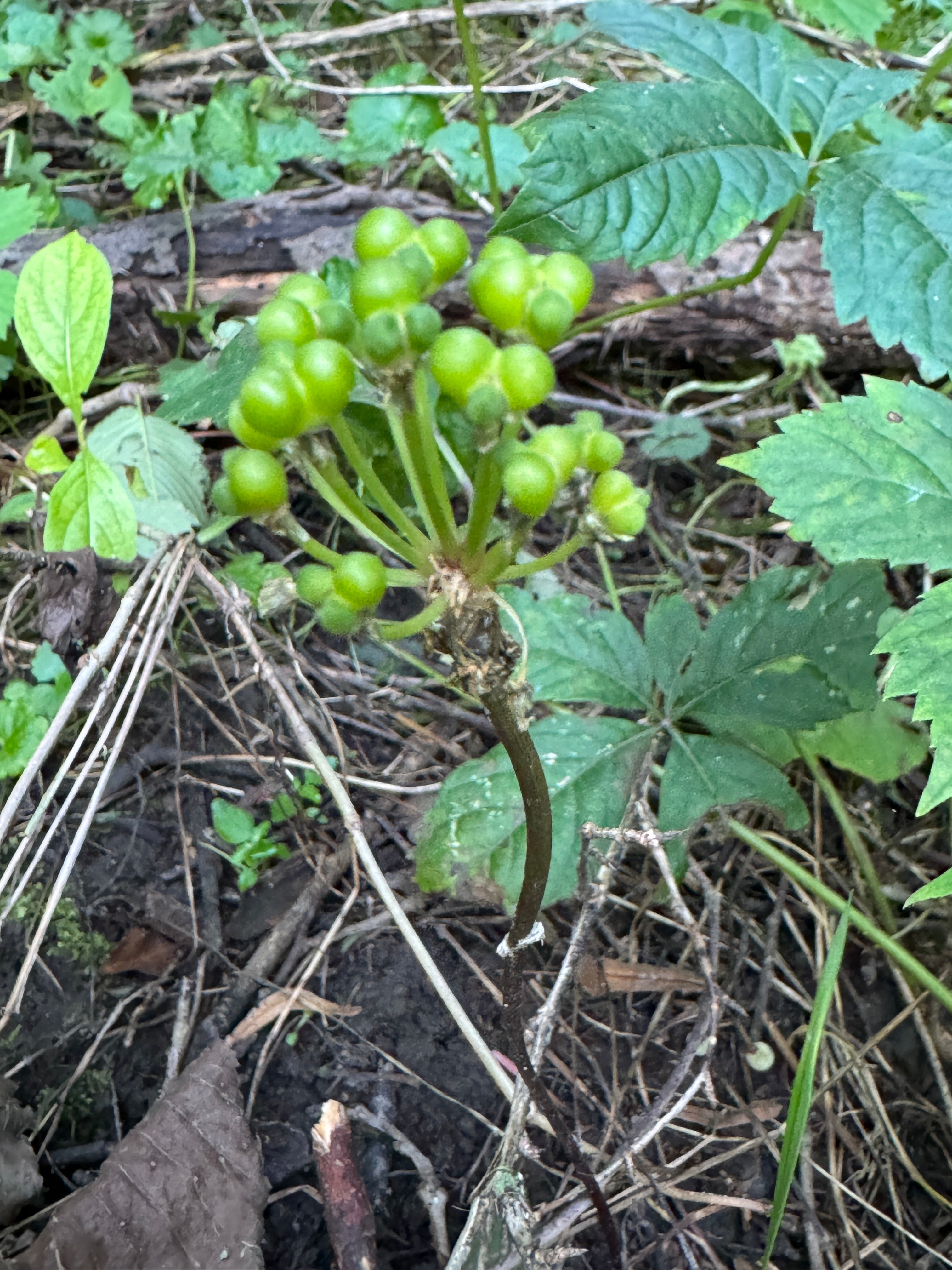 Ramps (Allium tricoccum)