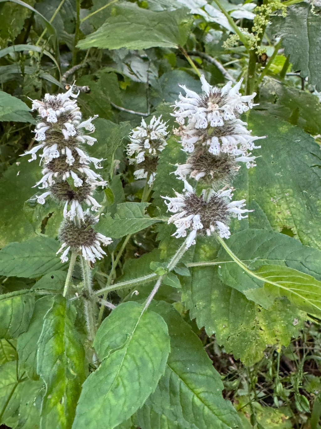 Hairy Wood Mint (Blephilia Hirsuta)