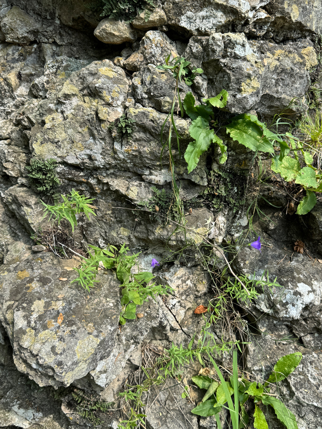 Harebell (Campanula Rotundifolia)