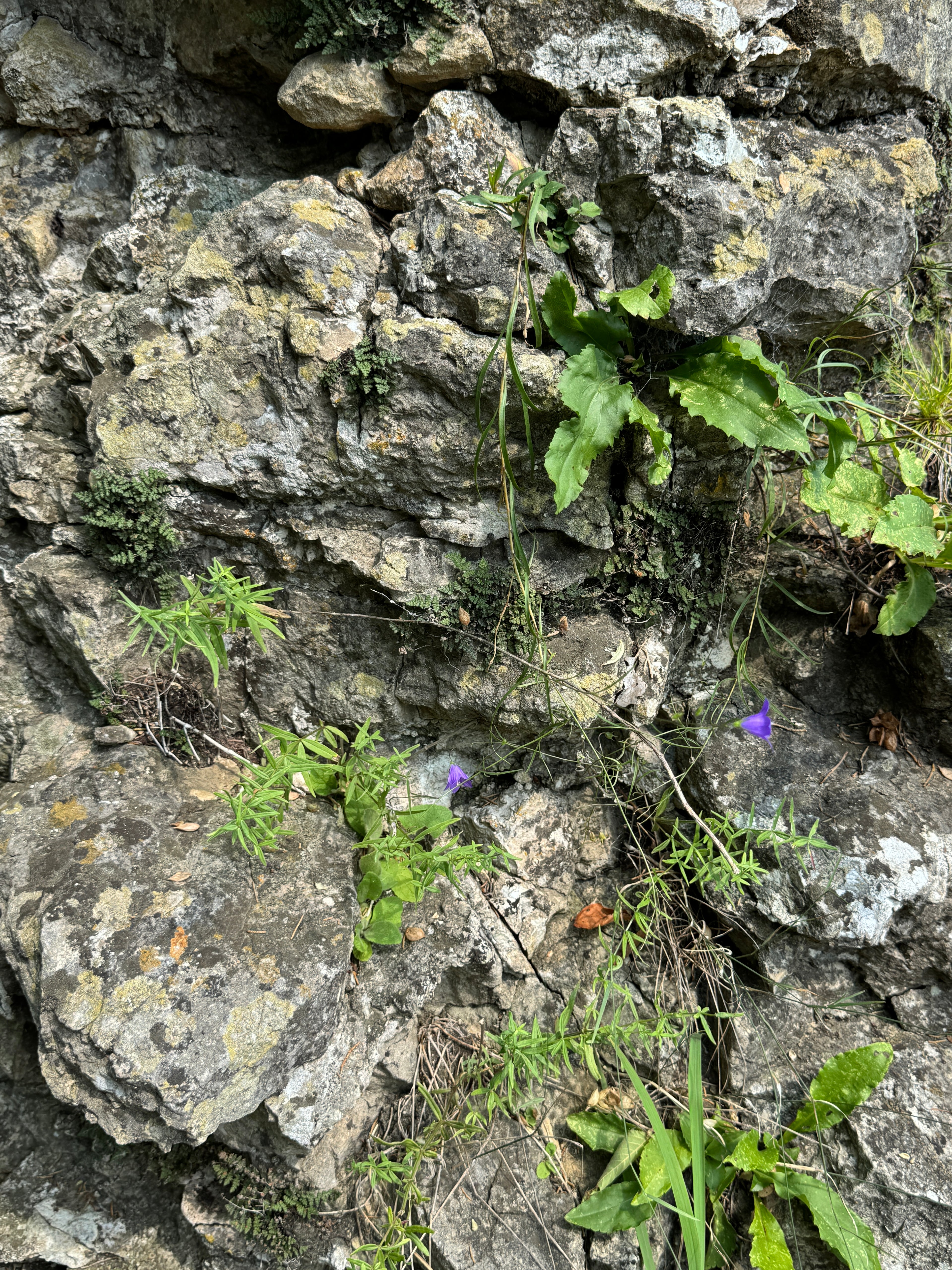 Harebell (Campanula Rotundifolia)