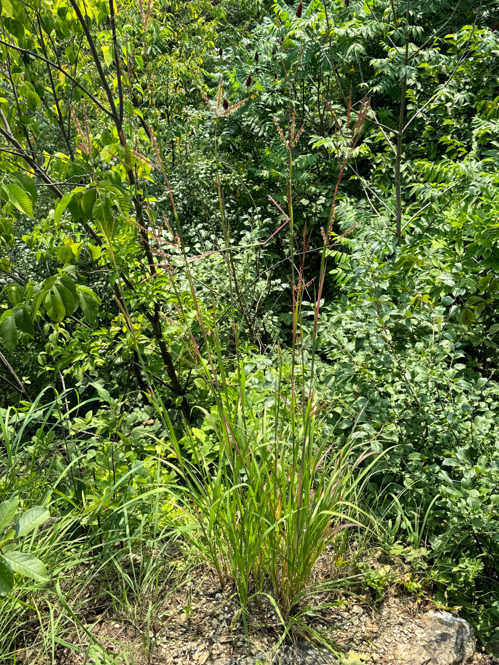 Big Bluestem (Andropogon Gerardii)