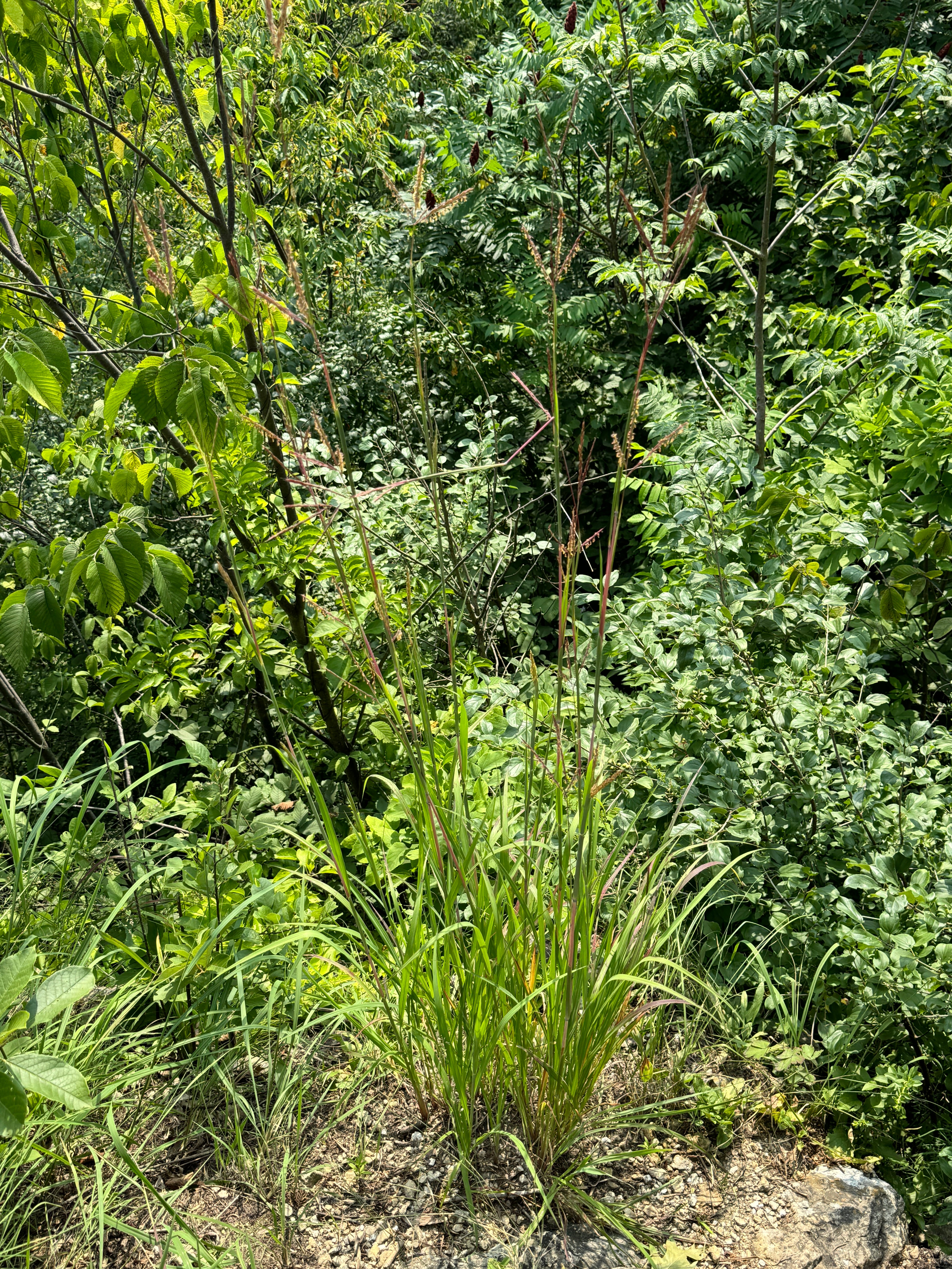 Big Bluestem (Andropogon Gerardii)