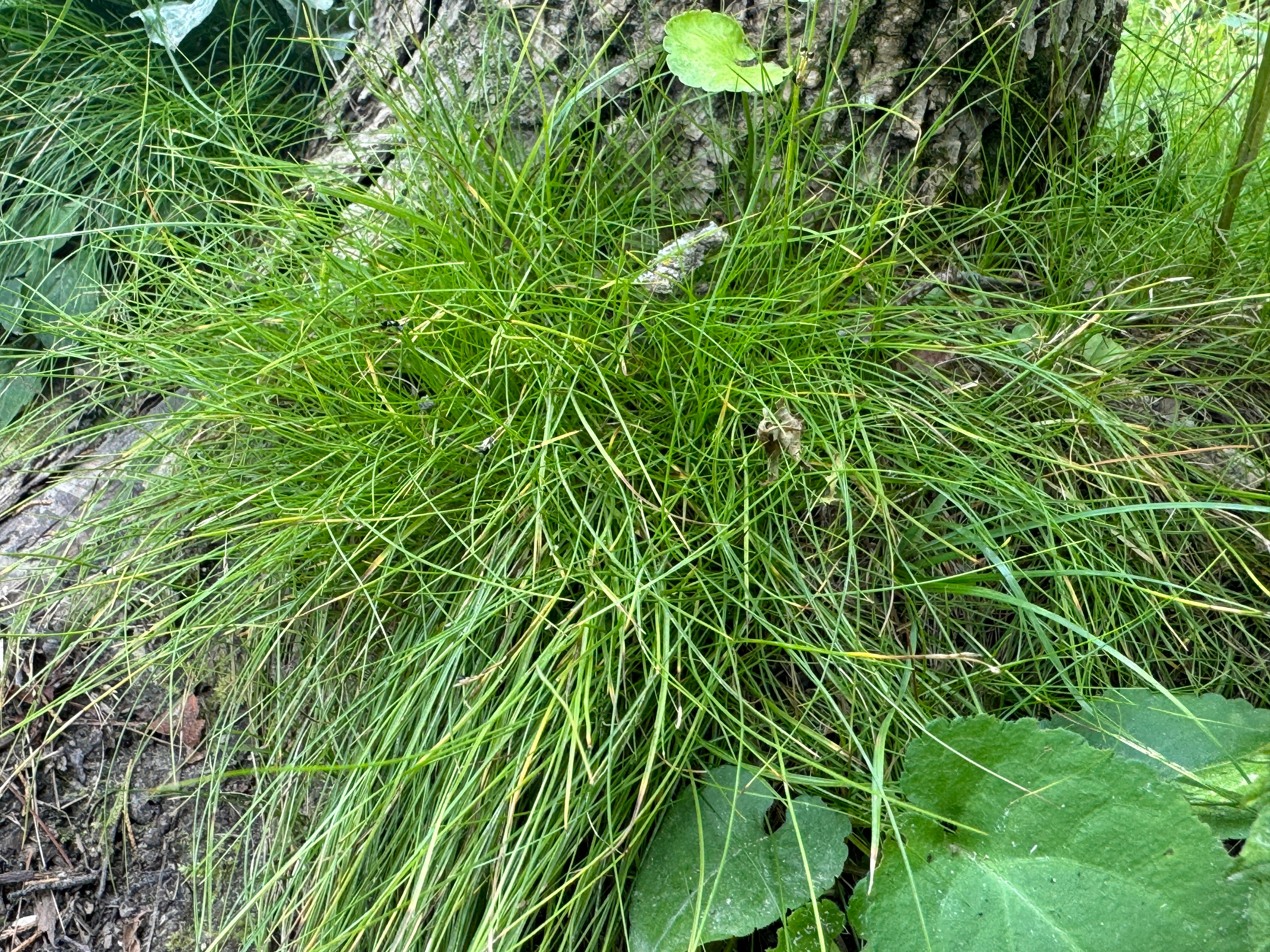 Ivory Sedge (Carex Eburnea)