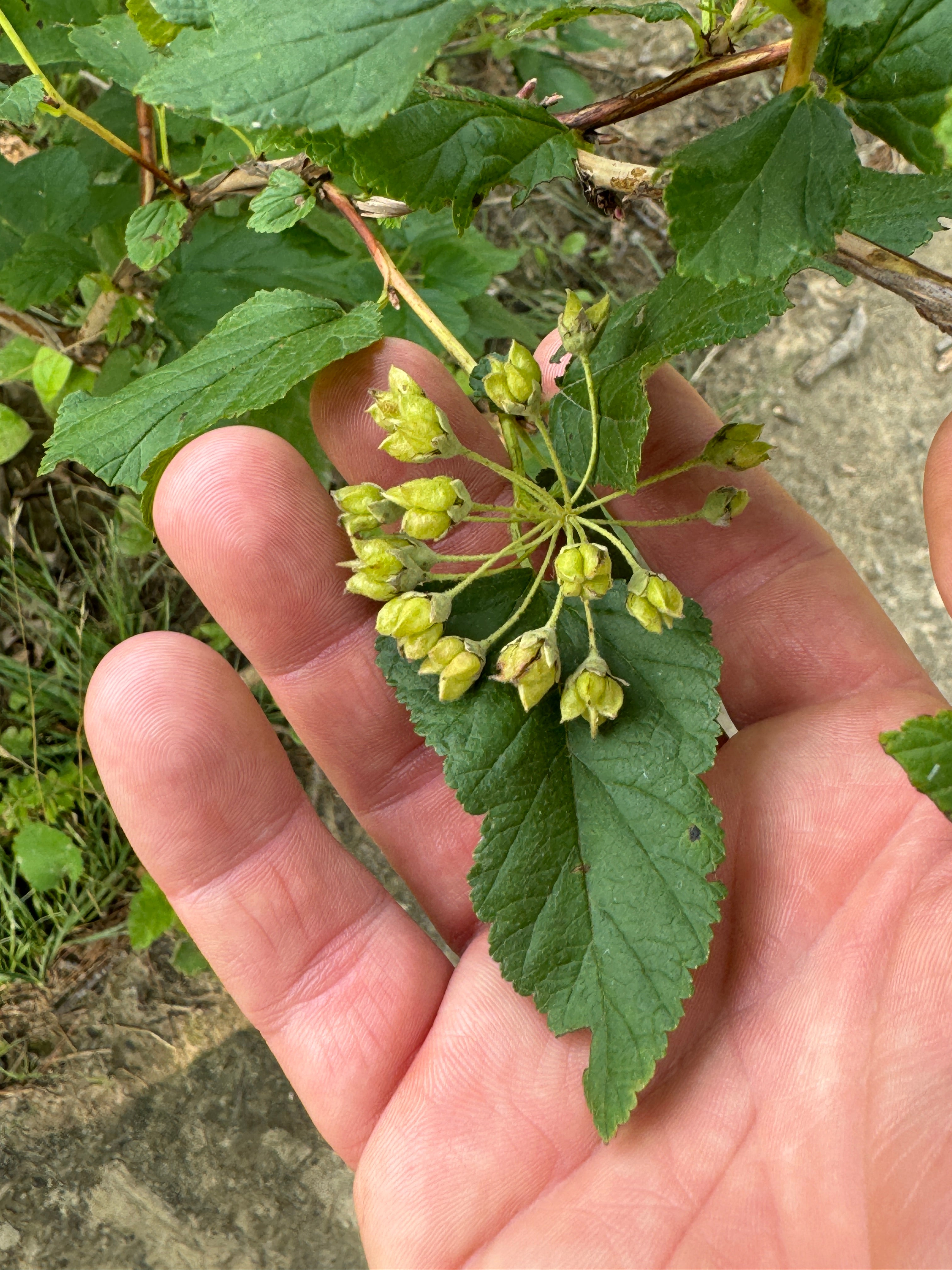 Ninebark (Physocarpus Opulifolius)