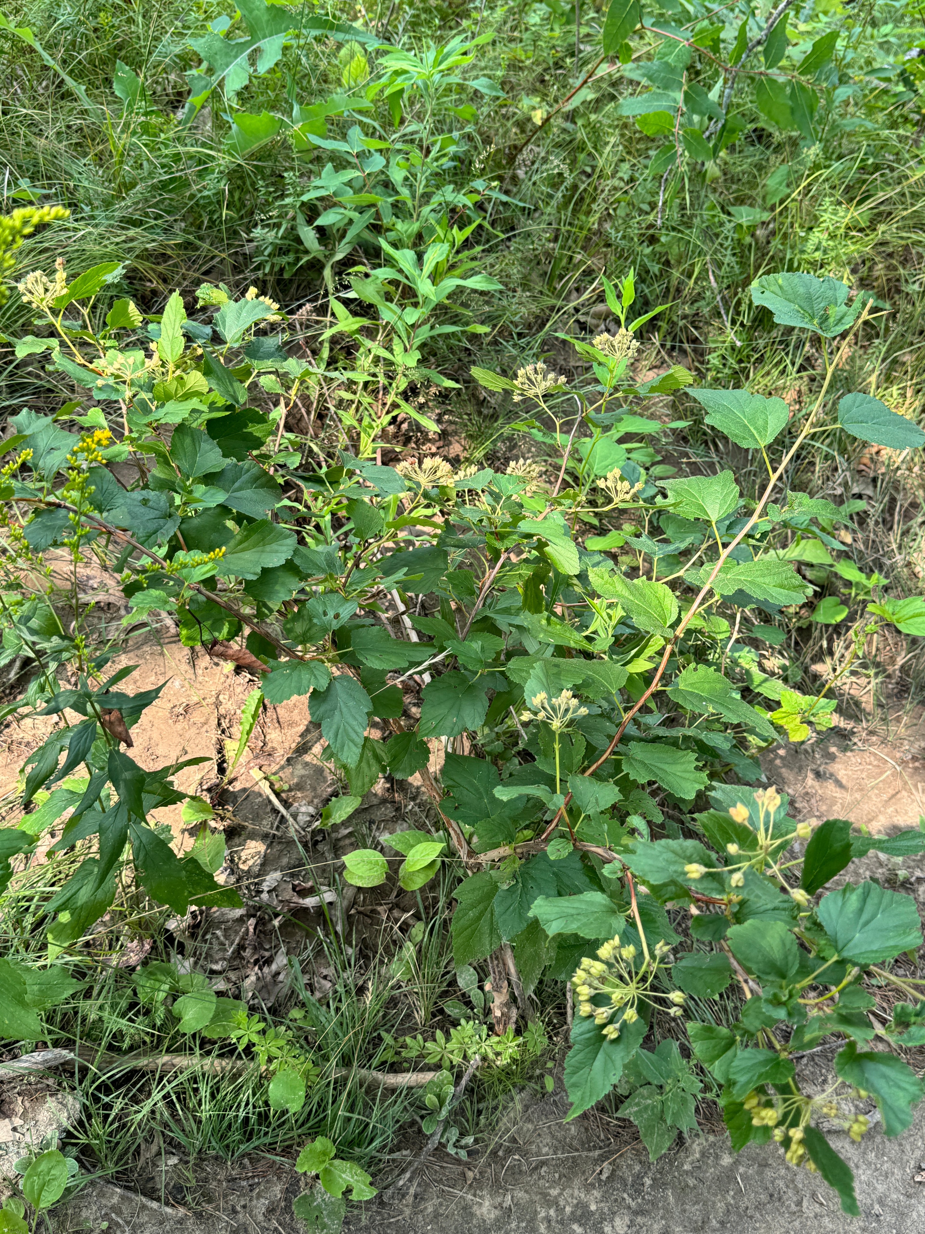 Ninebark (Physocarpus Opulifolius)