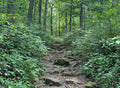Forest scene with a rocky outcrop and trees