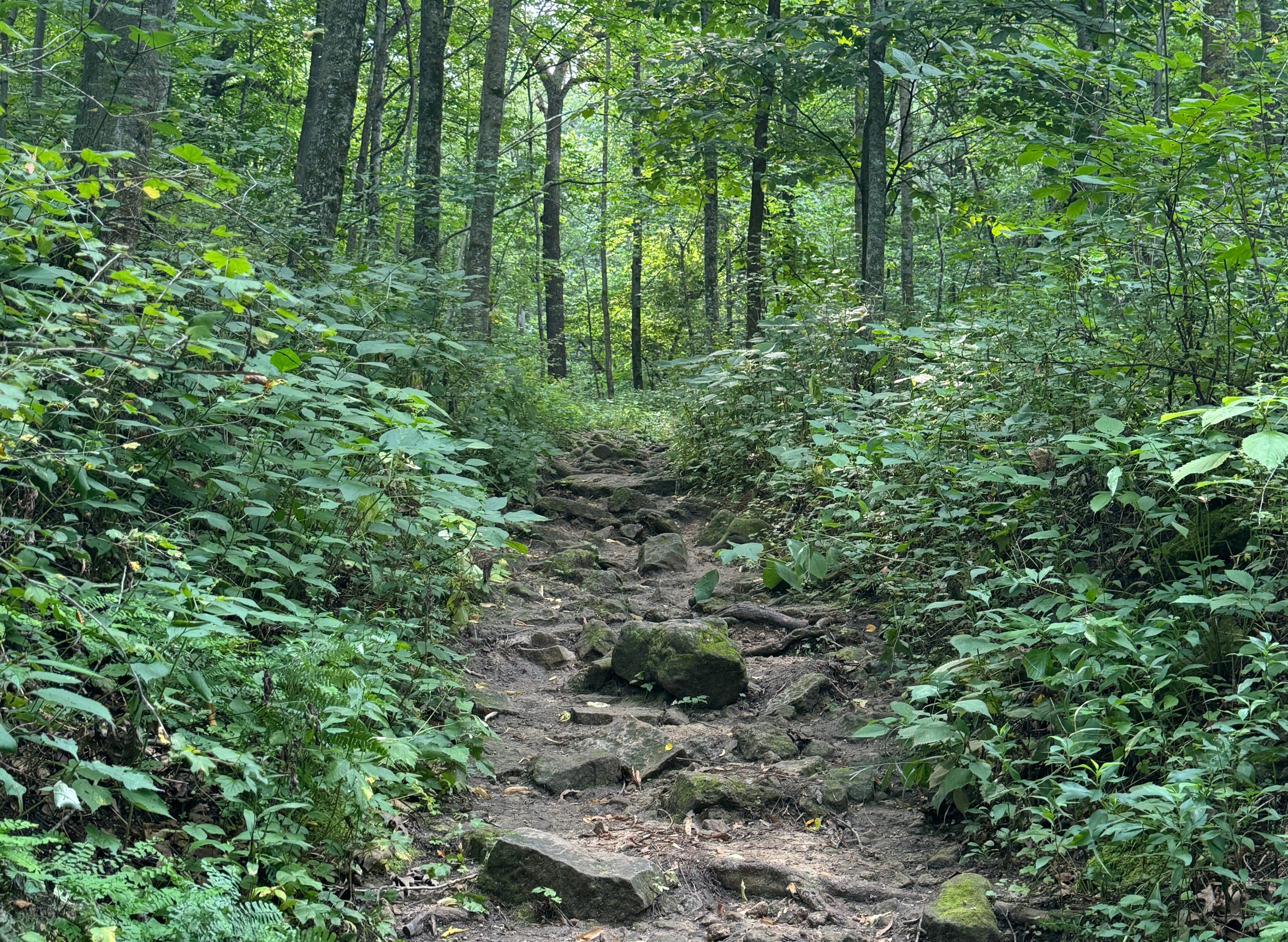 Forest scene with a rocky outcrop and trees