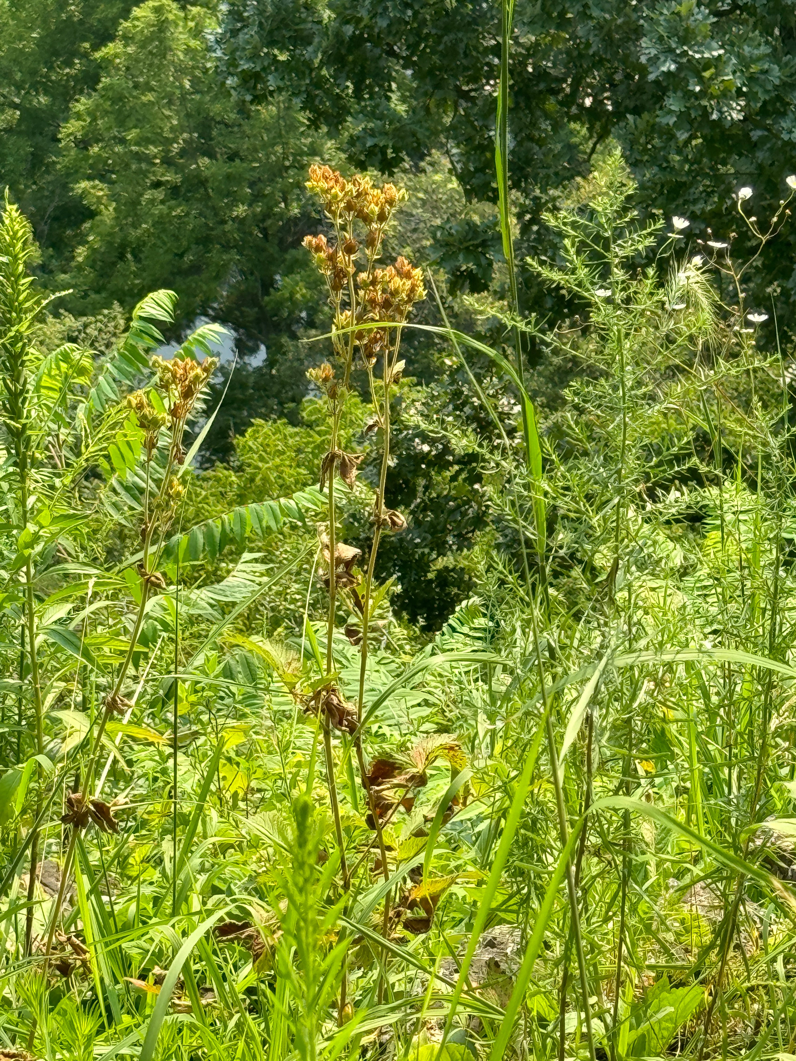 Prairie Cinquefoil (Drymocallis Arguta)