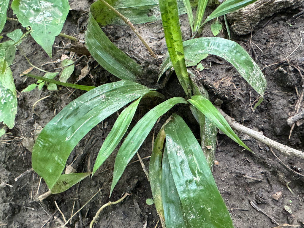 Plantain Sedge (Carex Plantaginea)