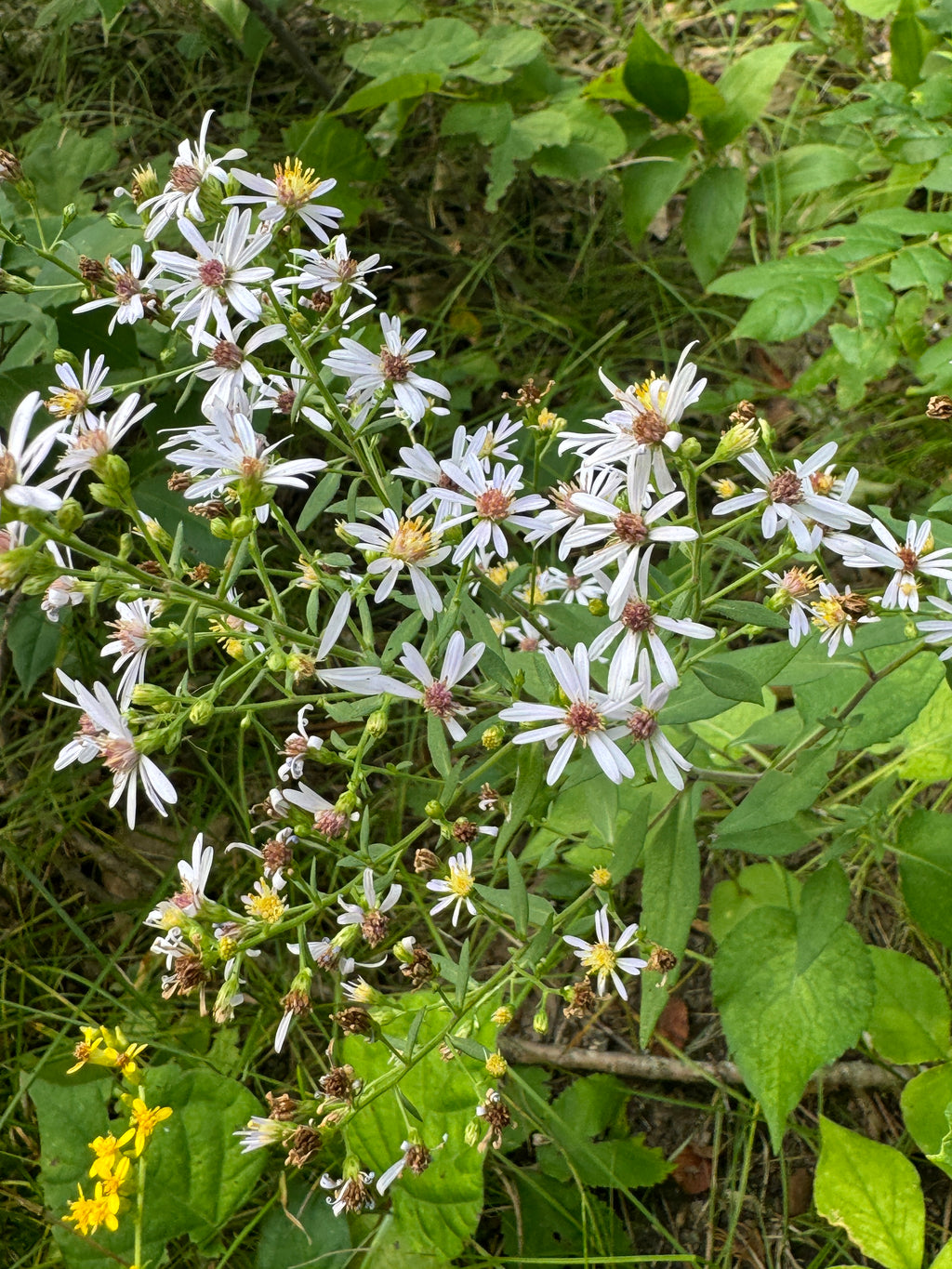Blue Wood Aster (Symphyotrichum Cordifolium)