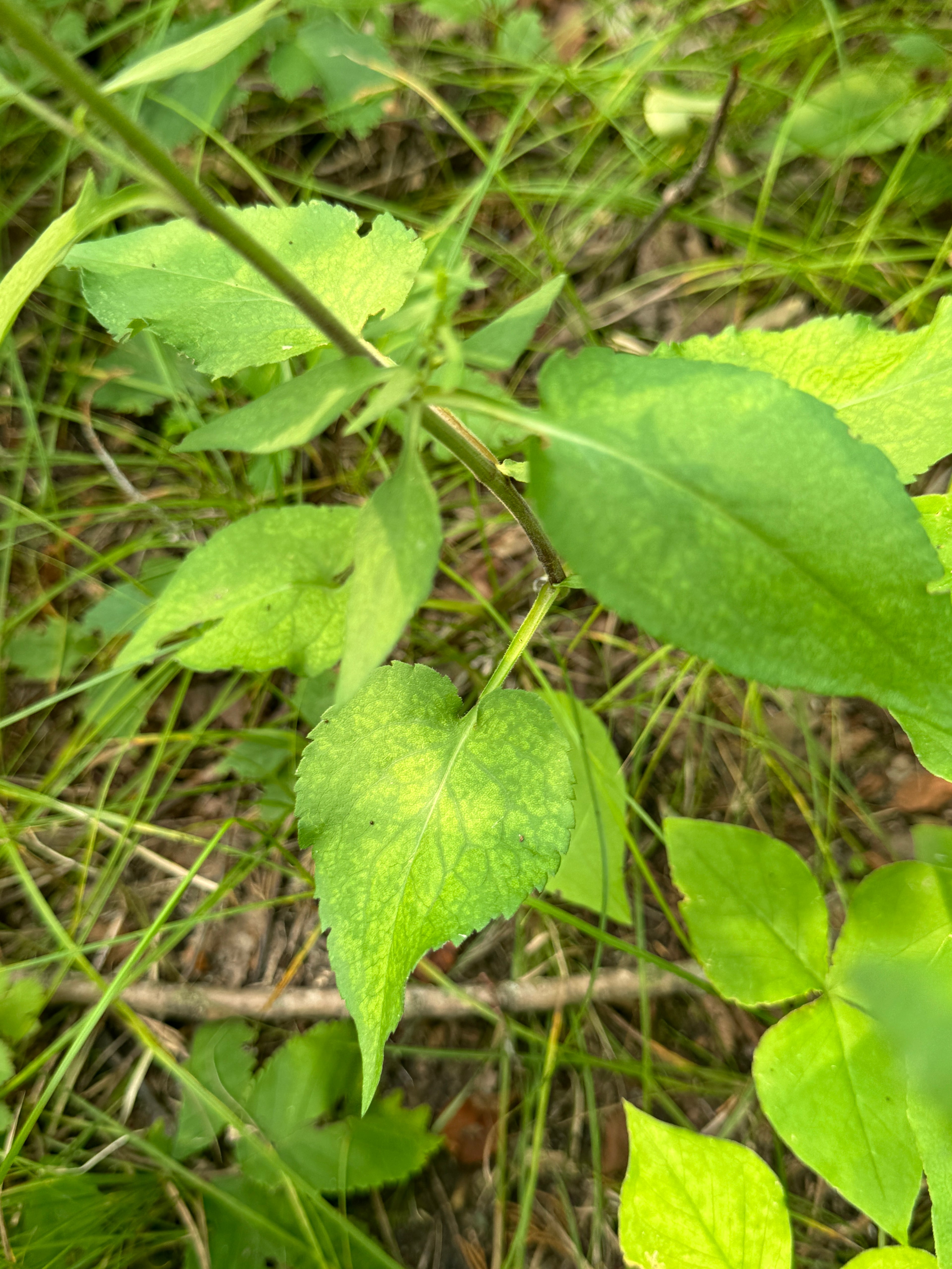 Blue Wood Aster (Symphyotrichum Cordifolium)