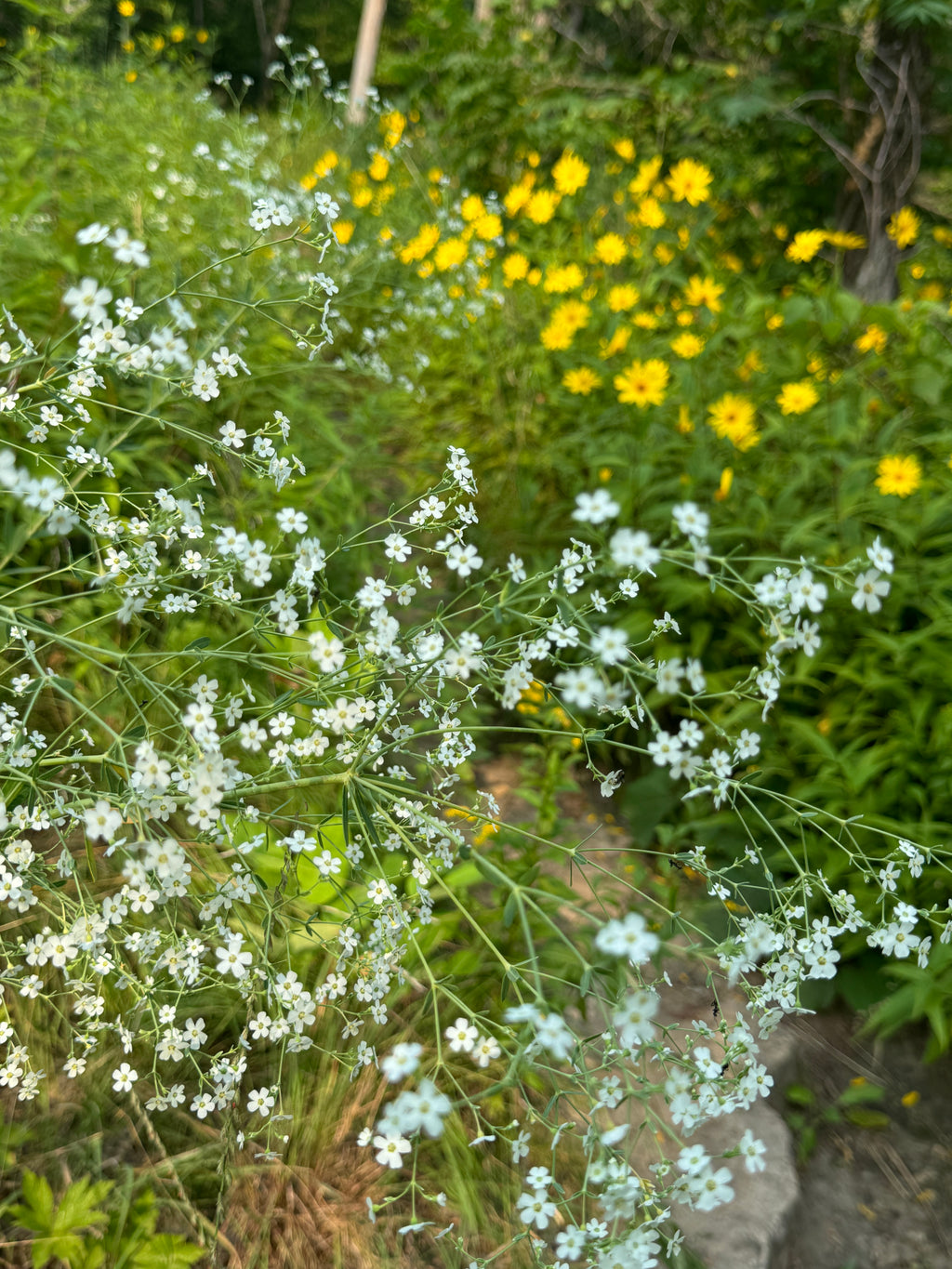 Flowering Spurge (Euphorbia Corollata)