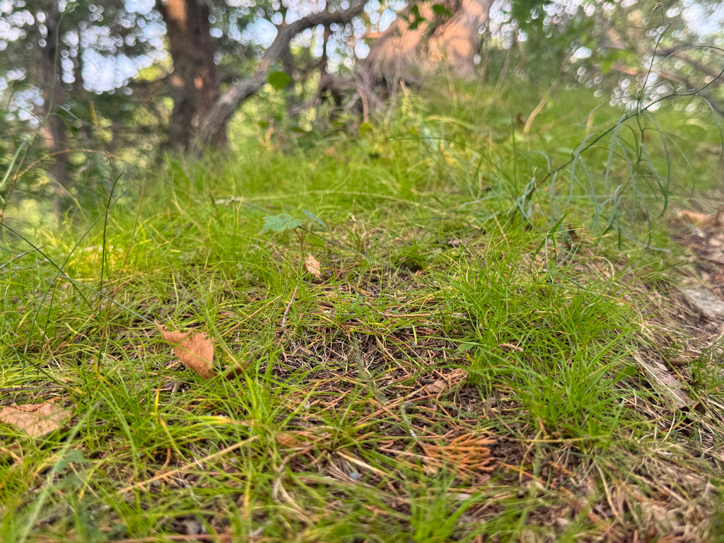 Ivory Sedge (Carex Eburnea)