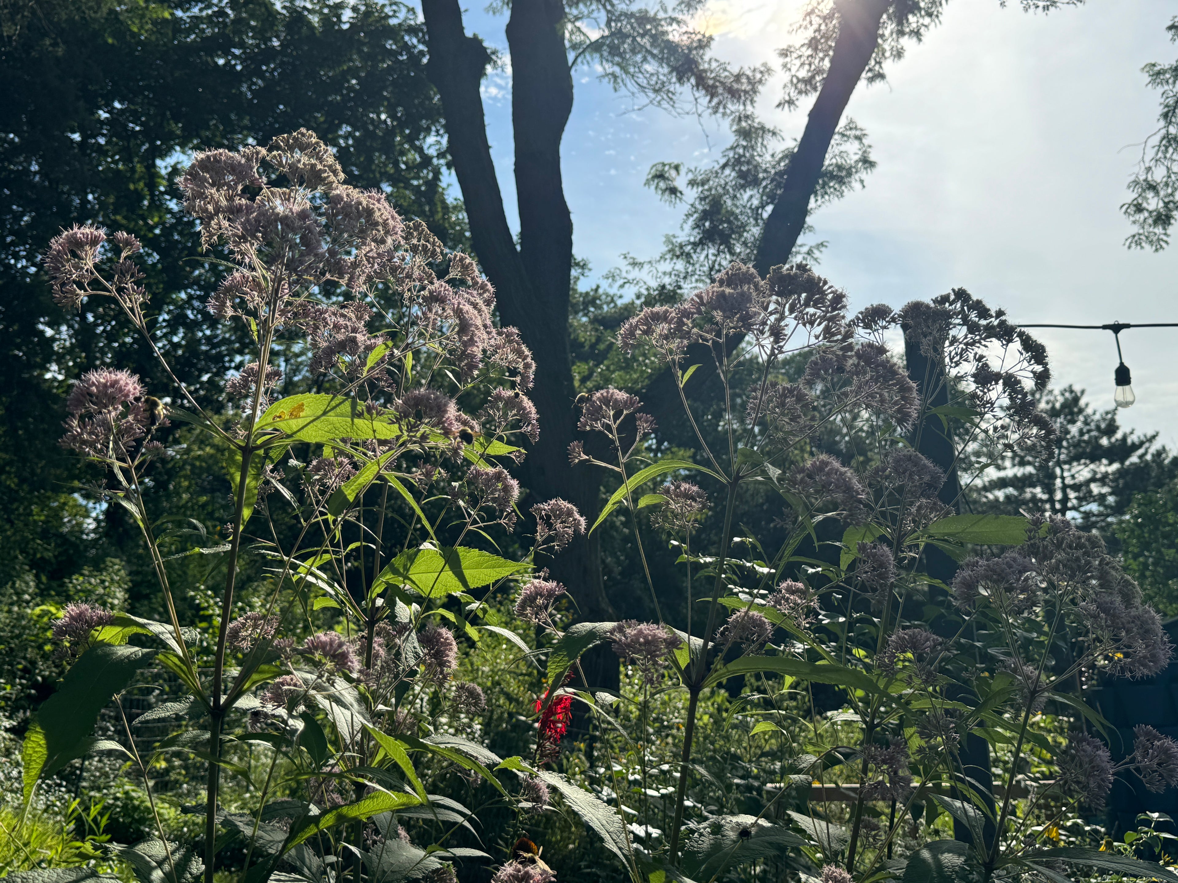 Sweet Joe Pye Weed (Eutrochium Purpureum)