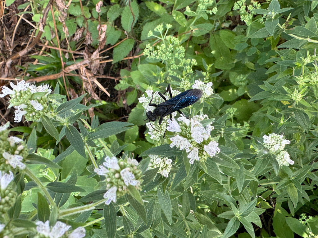 Hairy Mountain Mint (Pycnanthemum Verticillatum Var. Pilosum)