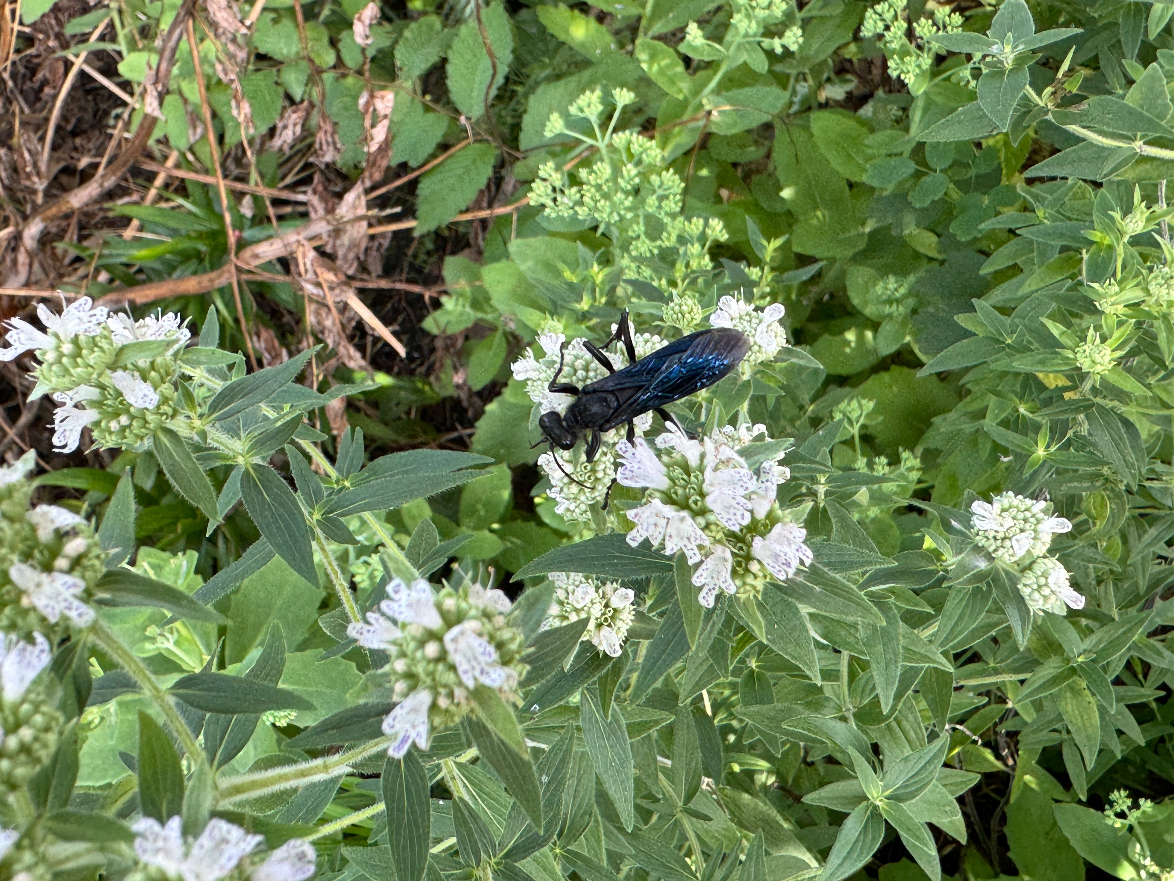 Hairy Mountain Mint (Pycnanthemum Verticillatum Var. Pilosum)